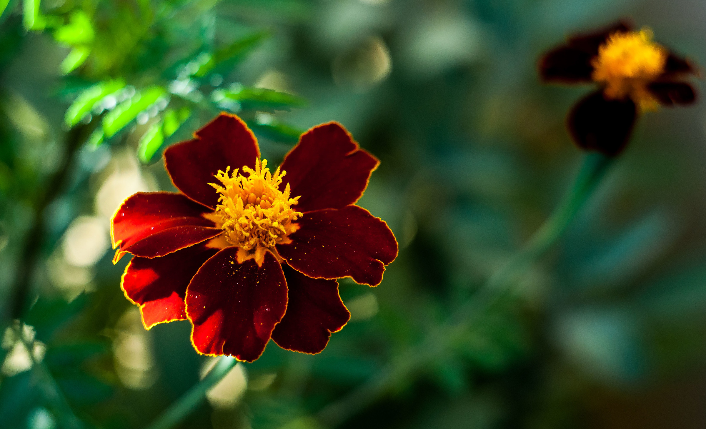 Tagetes