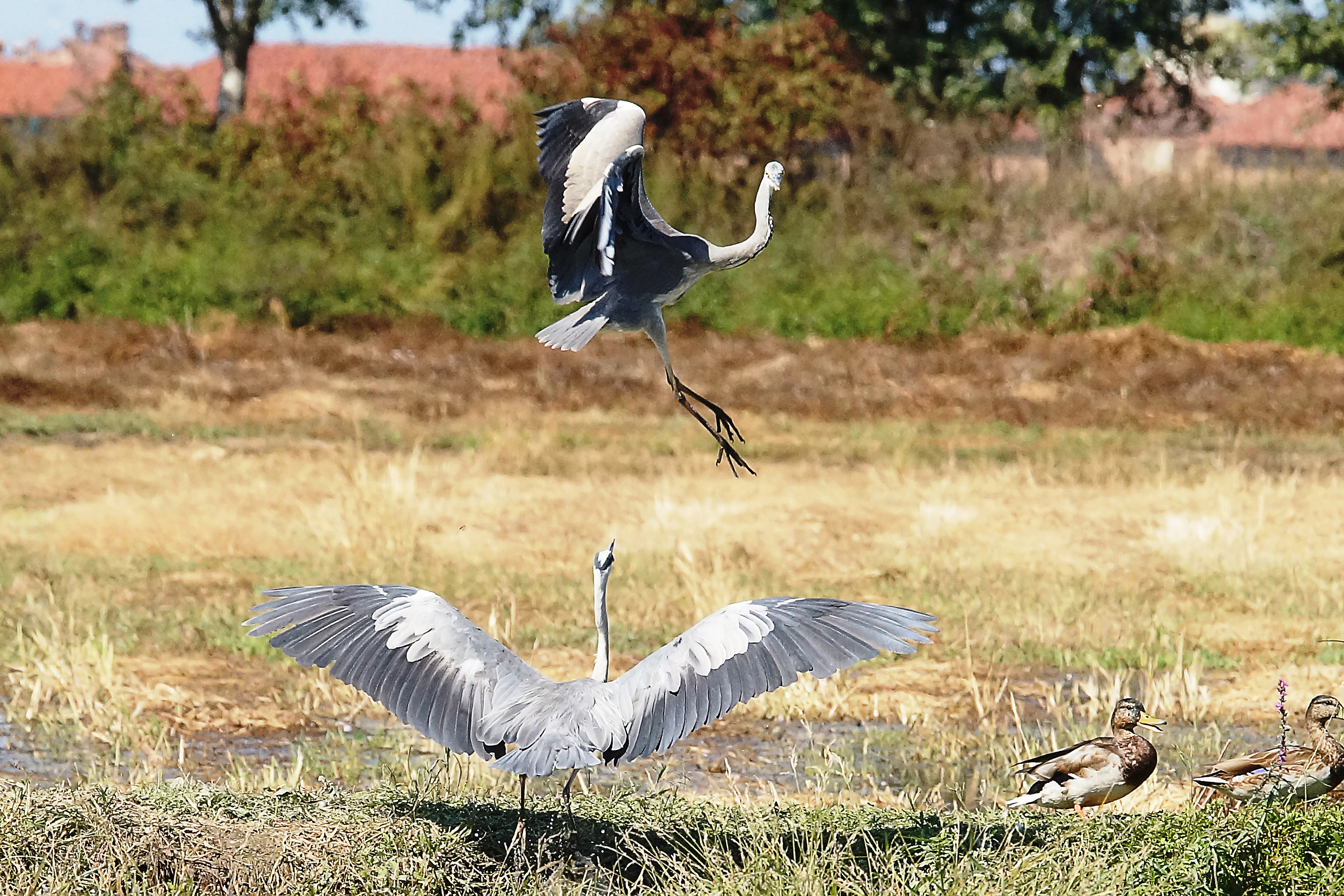 Balletto degli Airone Cenerino