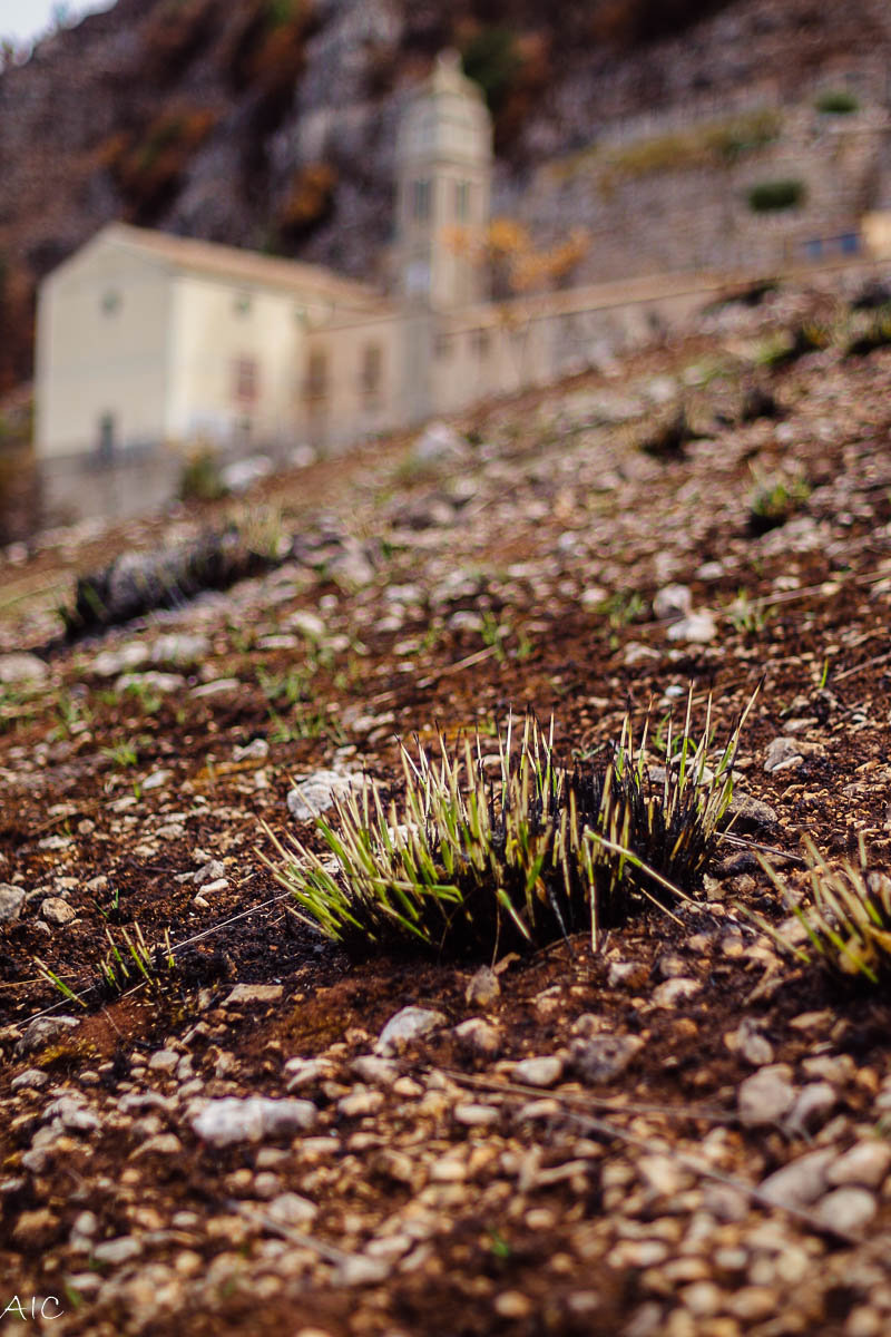 Piano piano riprende la vita