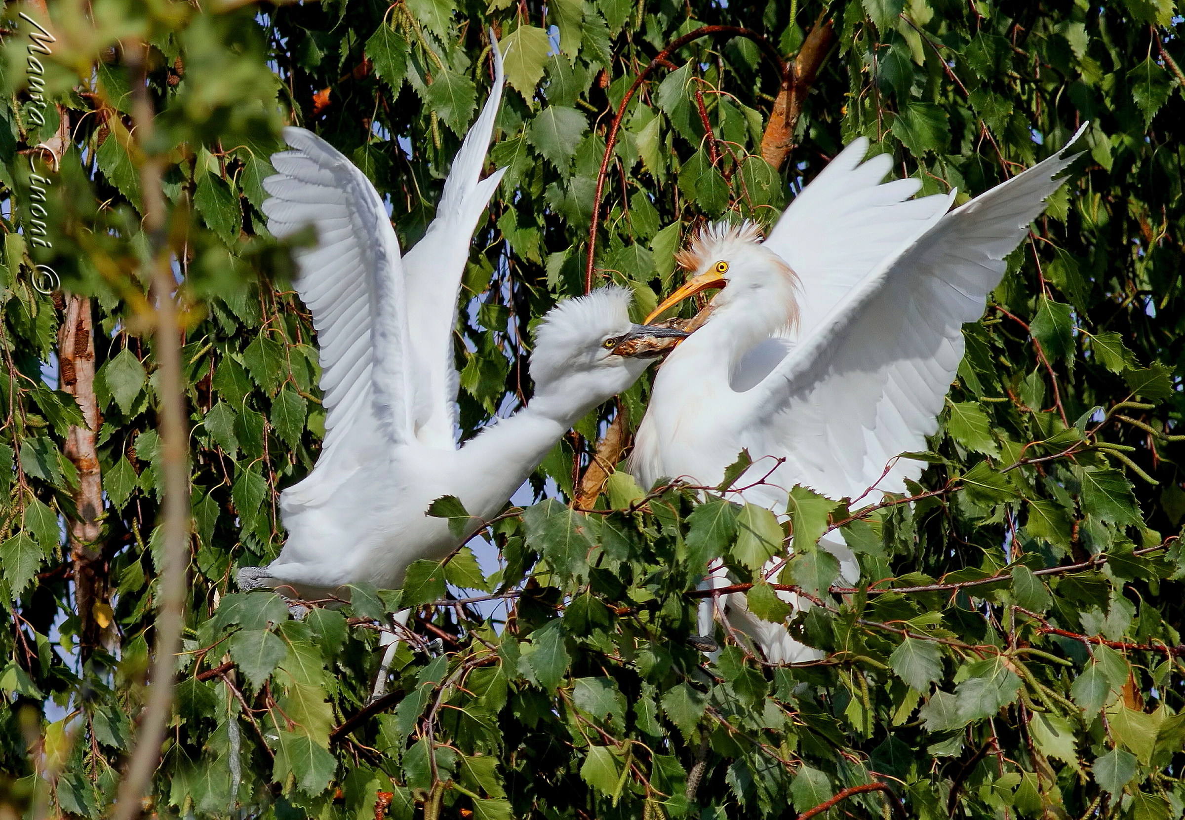 Egrets: The cue