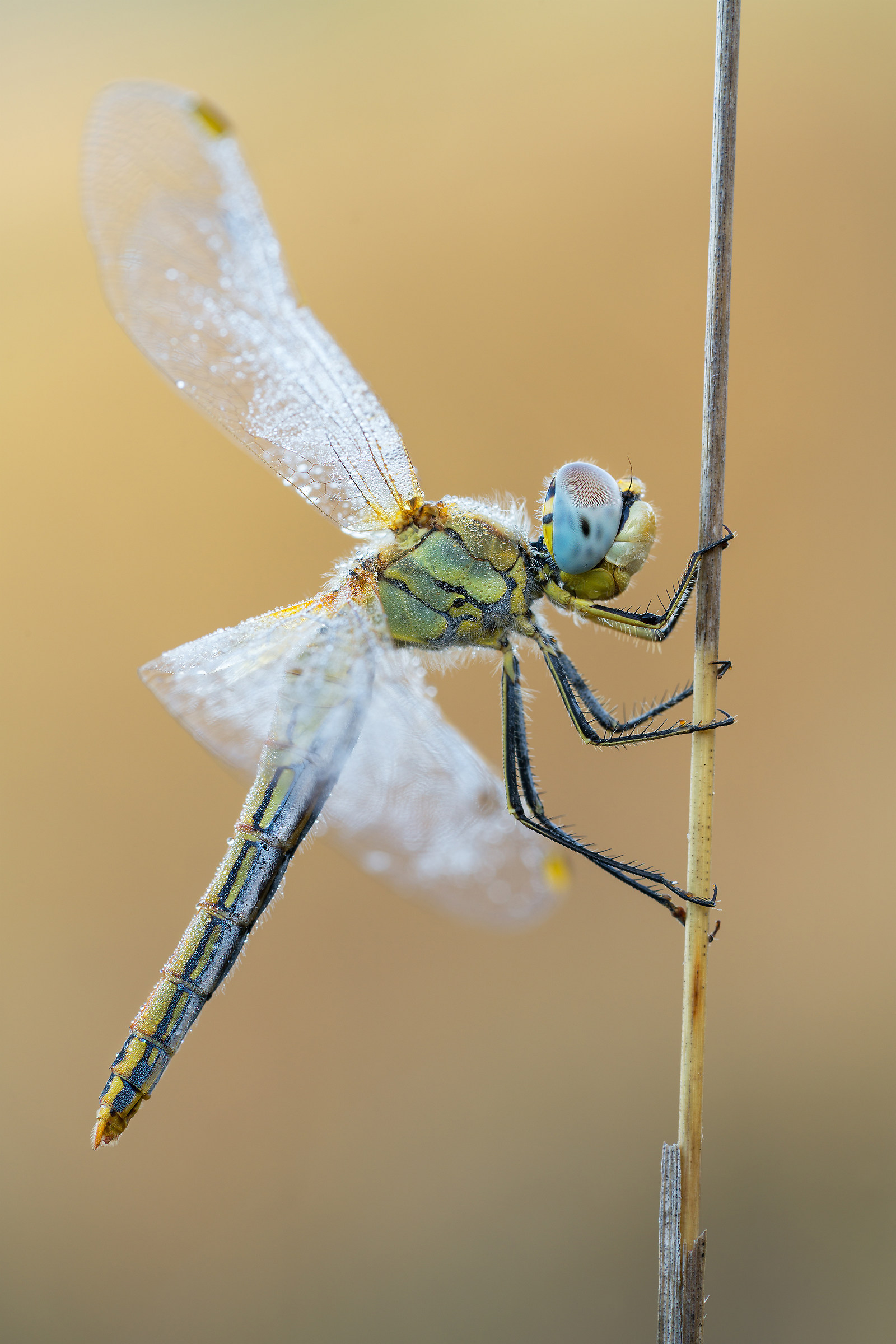 Sympetrum fonscolombii