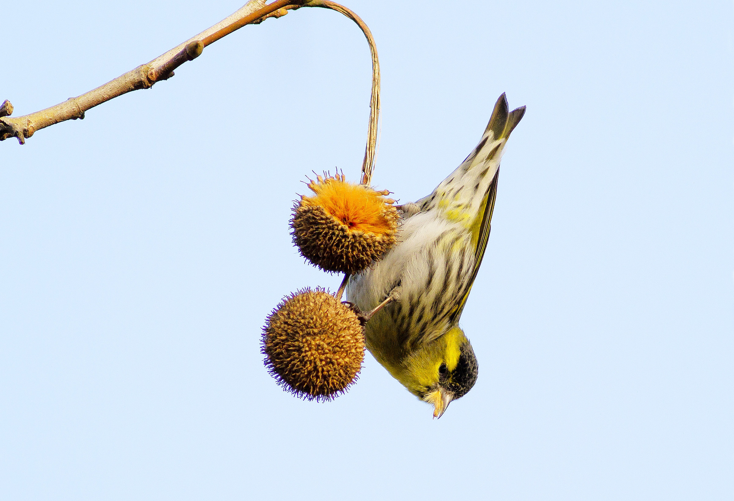 Lucherino sul Liquidambar