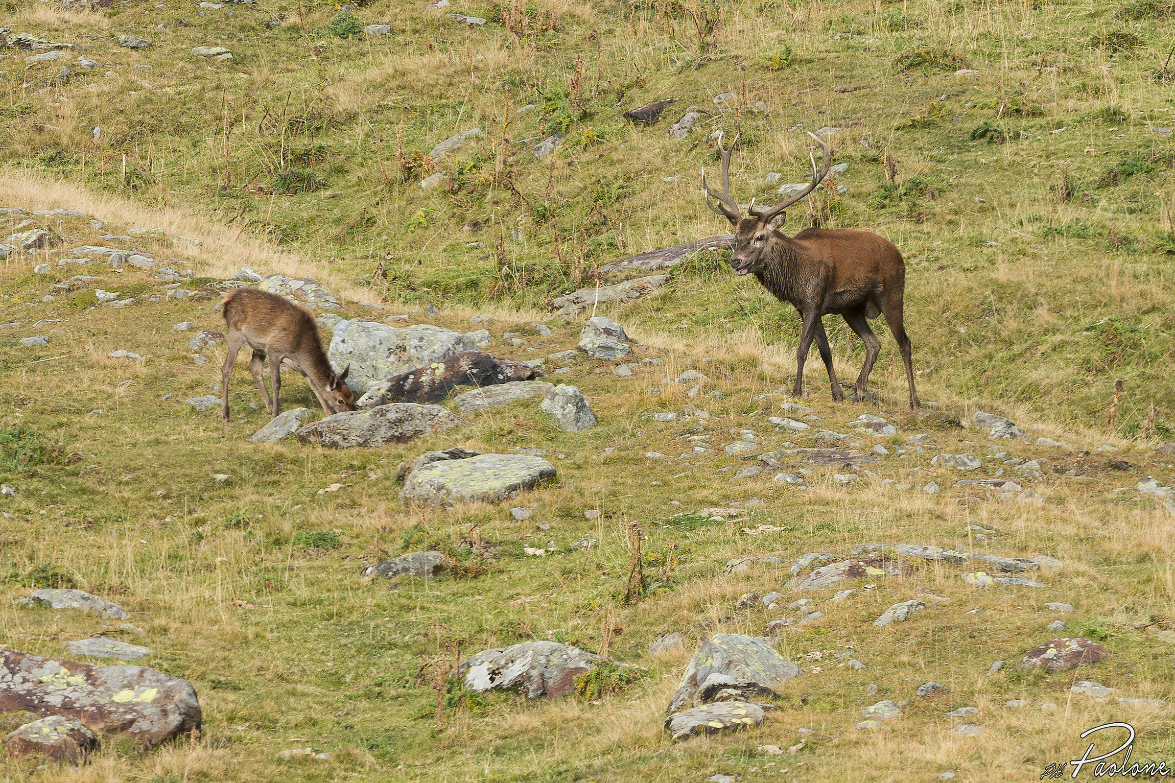 The king and the queen