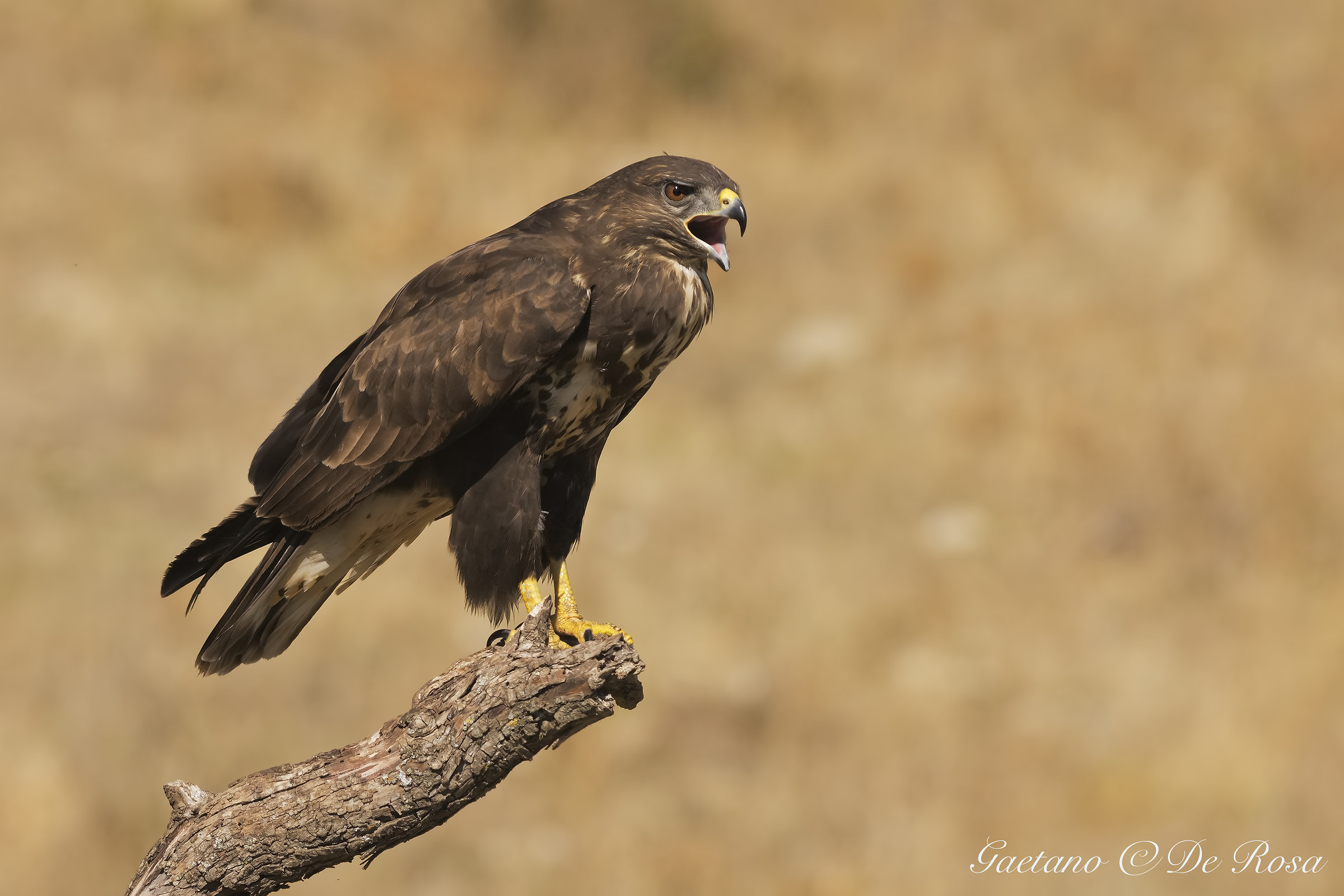 Buteo Buteo