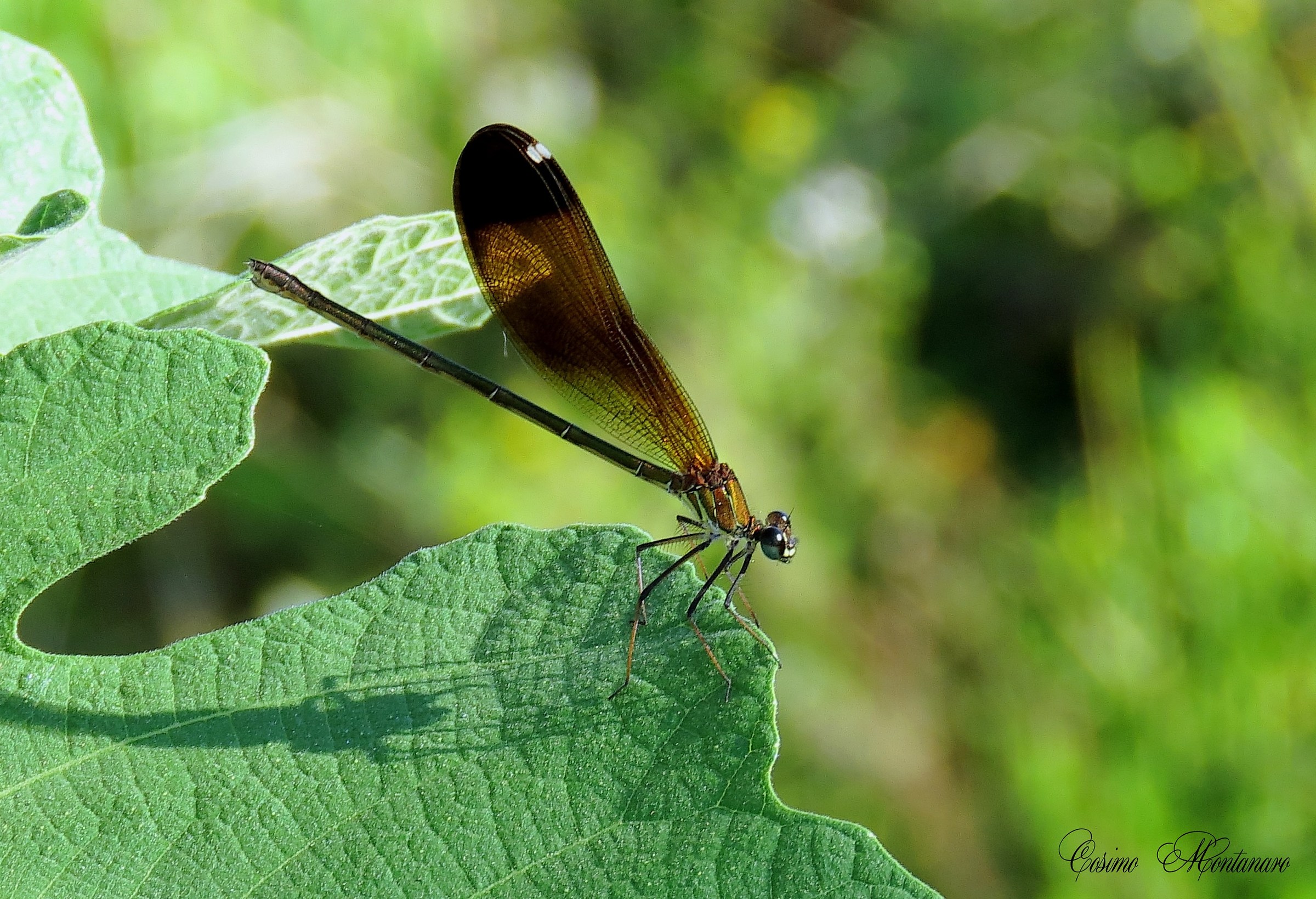 Calopteryx haemorrhoidal & female;