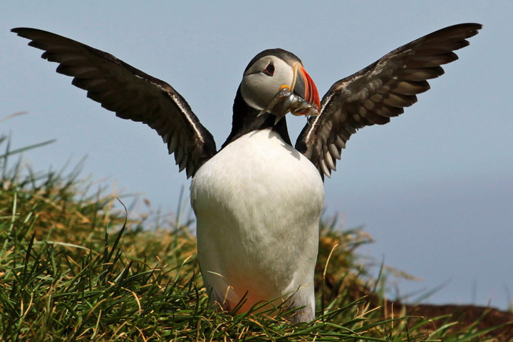 Puffin al rientro dopo un abbondante pesca, Islanda