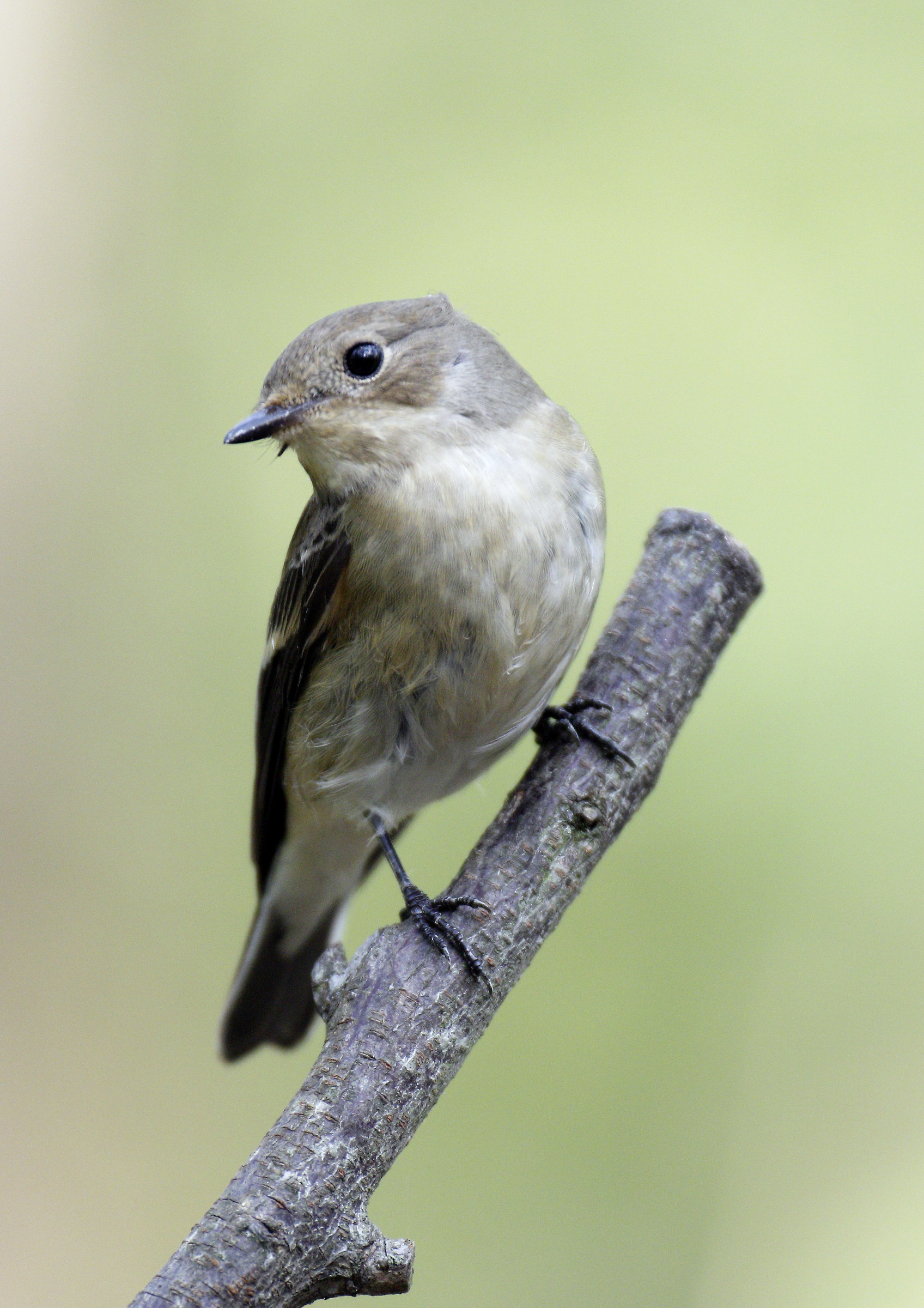 Balia nera - Ficedula hypoleuca