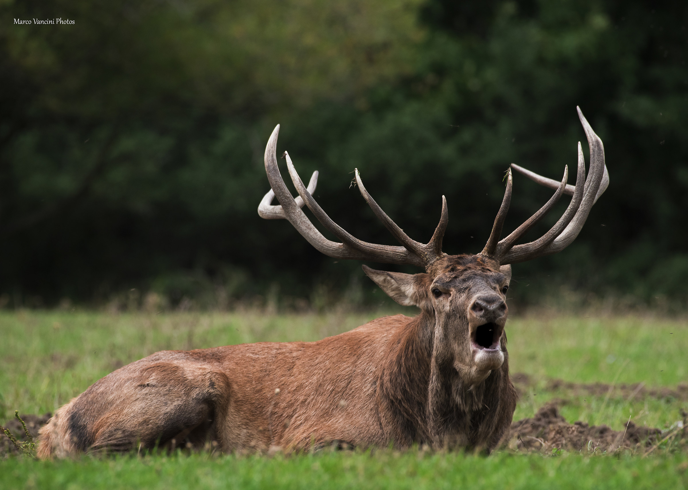 maestoso il re della foresta