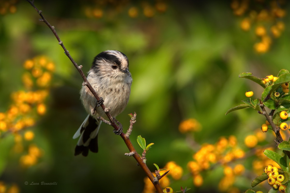 Codibugnolo su Piracanta