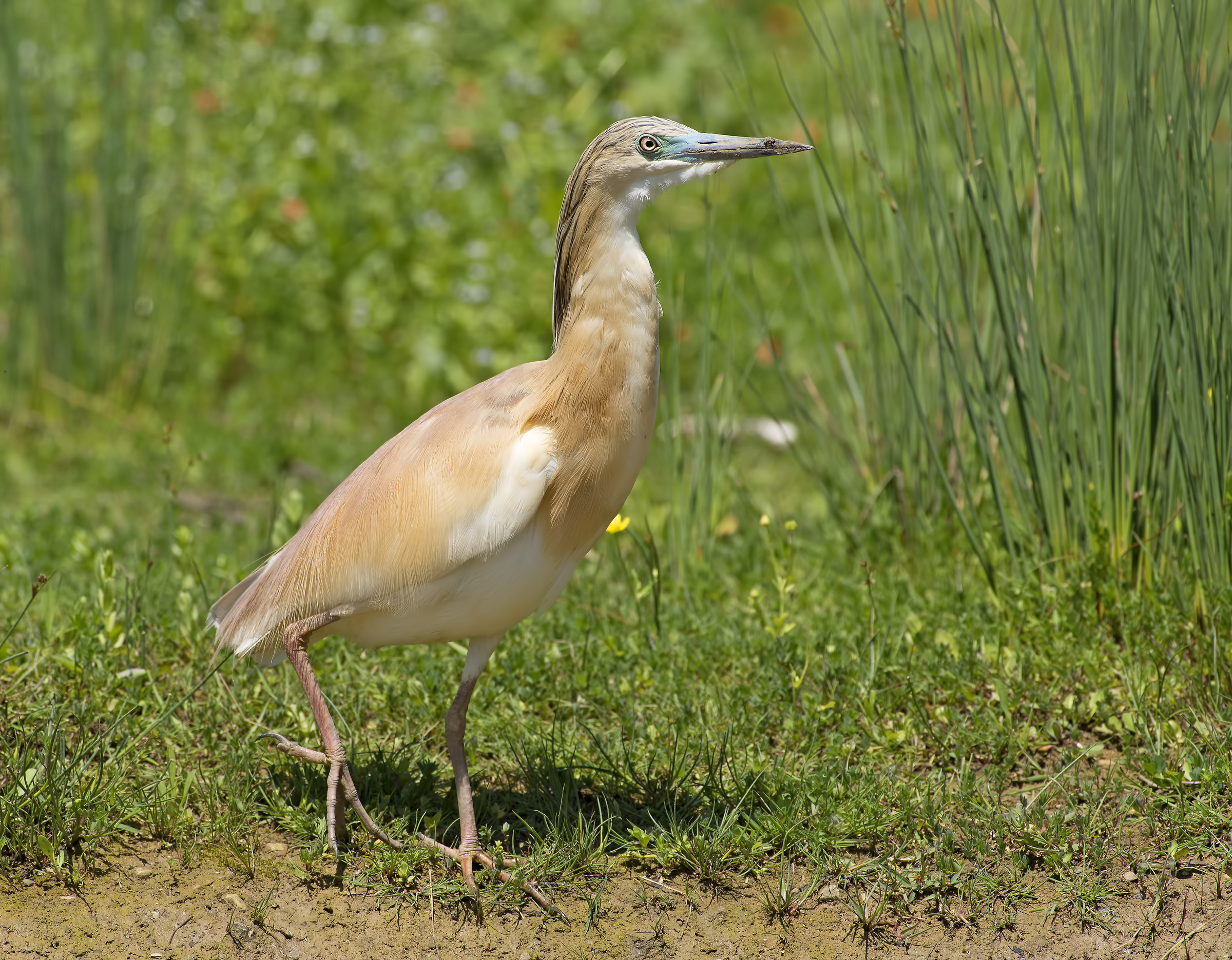 Smile from the dick!