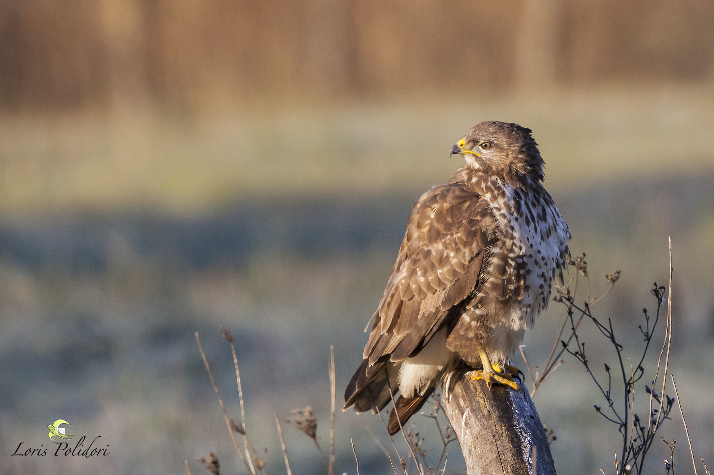 buzzard