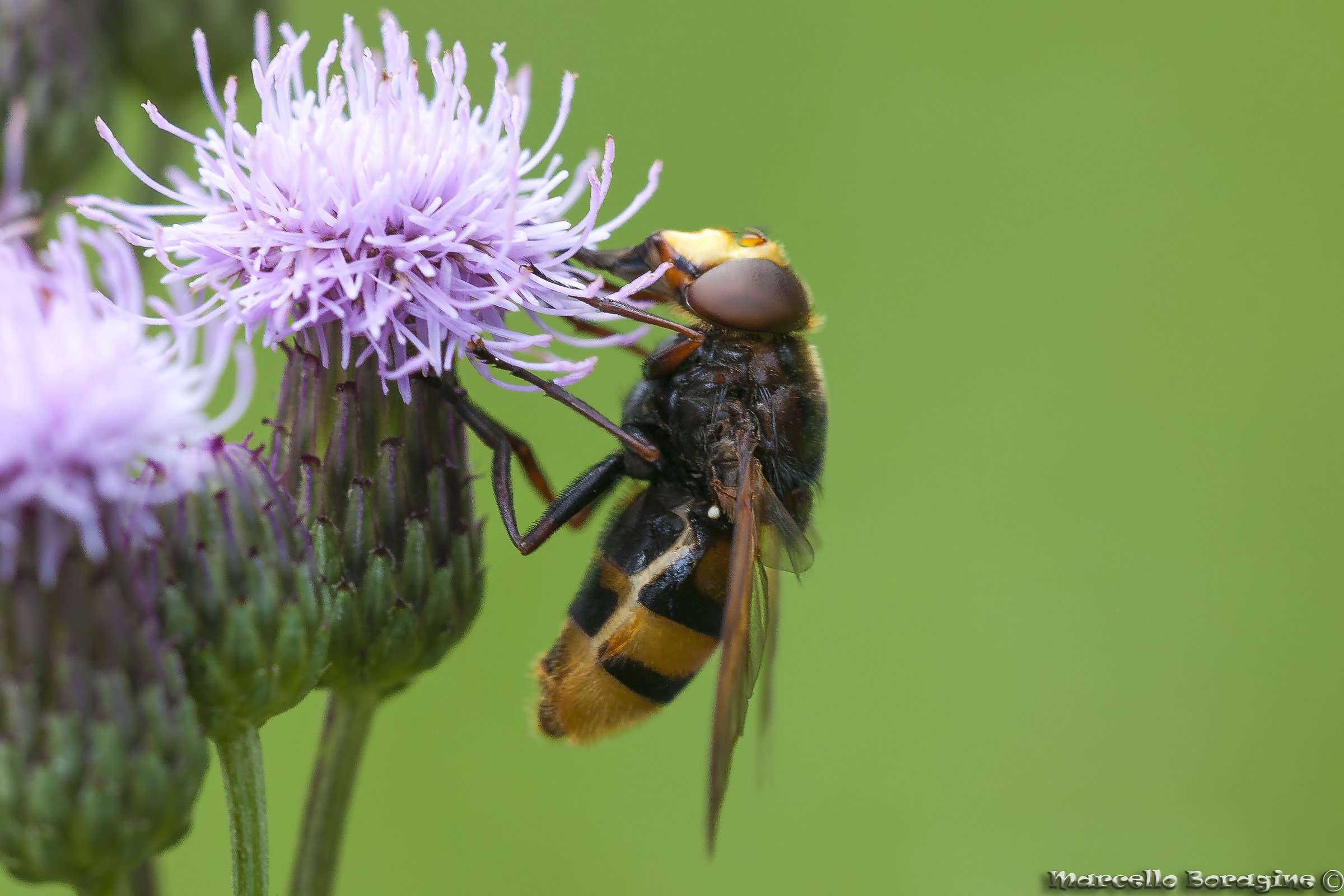Volucella sp