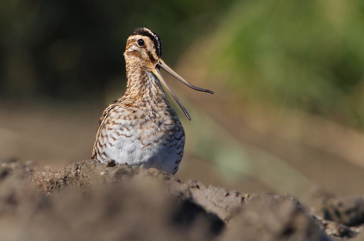 Snipe