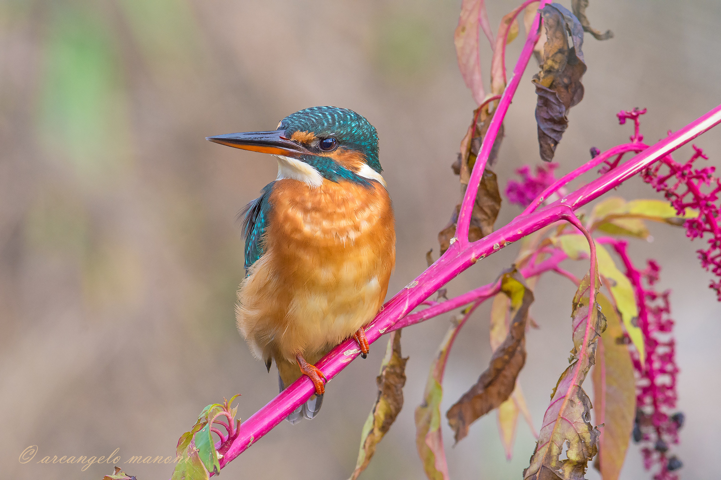 L'autunno saluta il martino