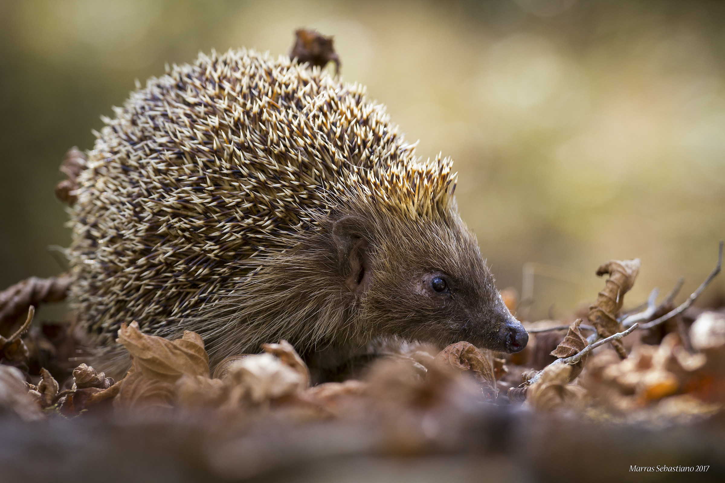 Erinaceus europaeus (curly)