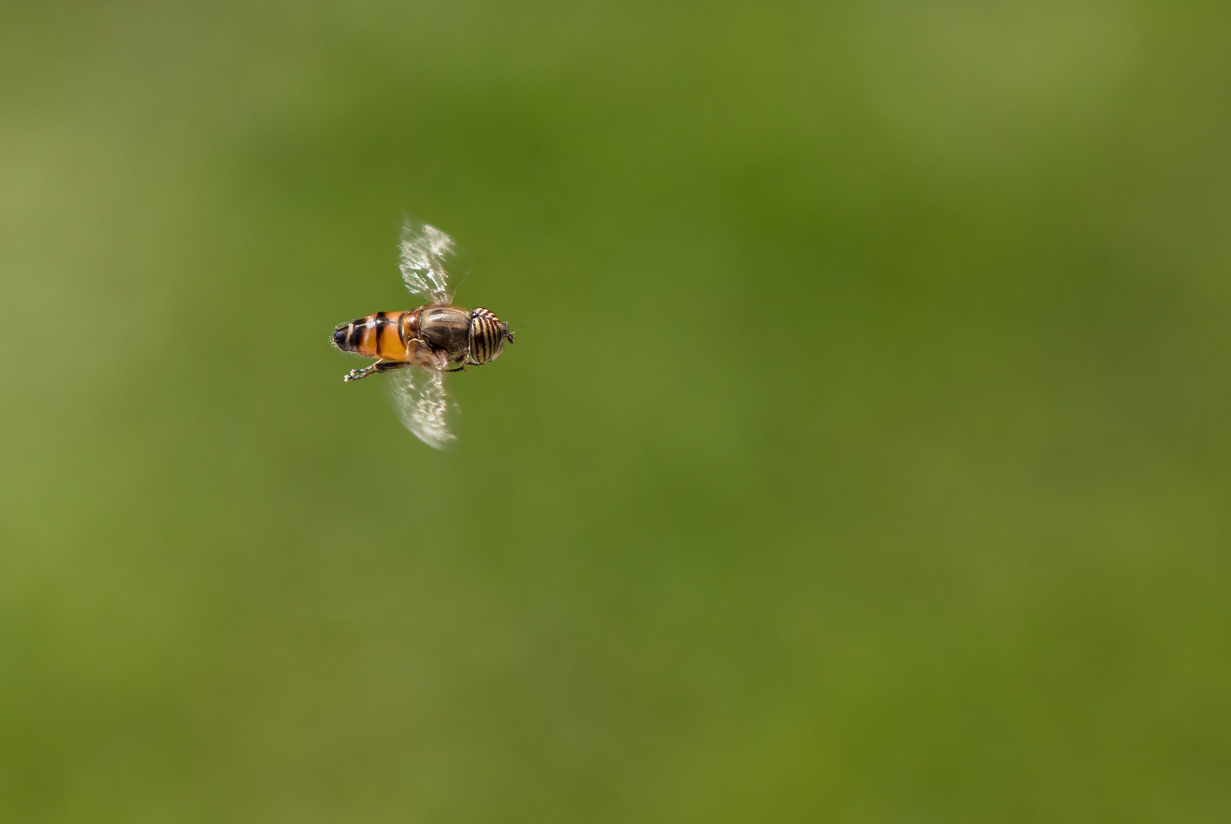 La mia prima  su juza