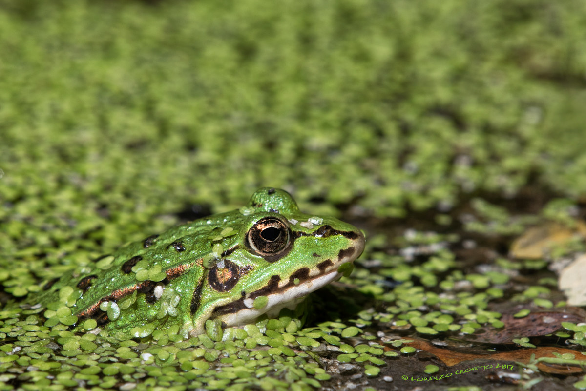 Pelophylax Esculentus