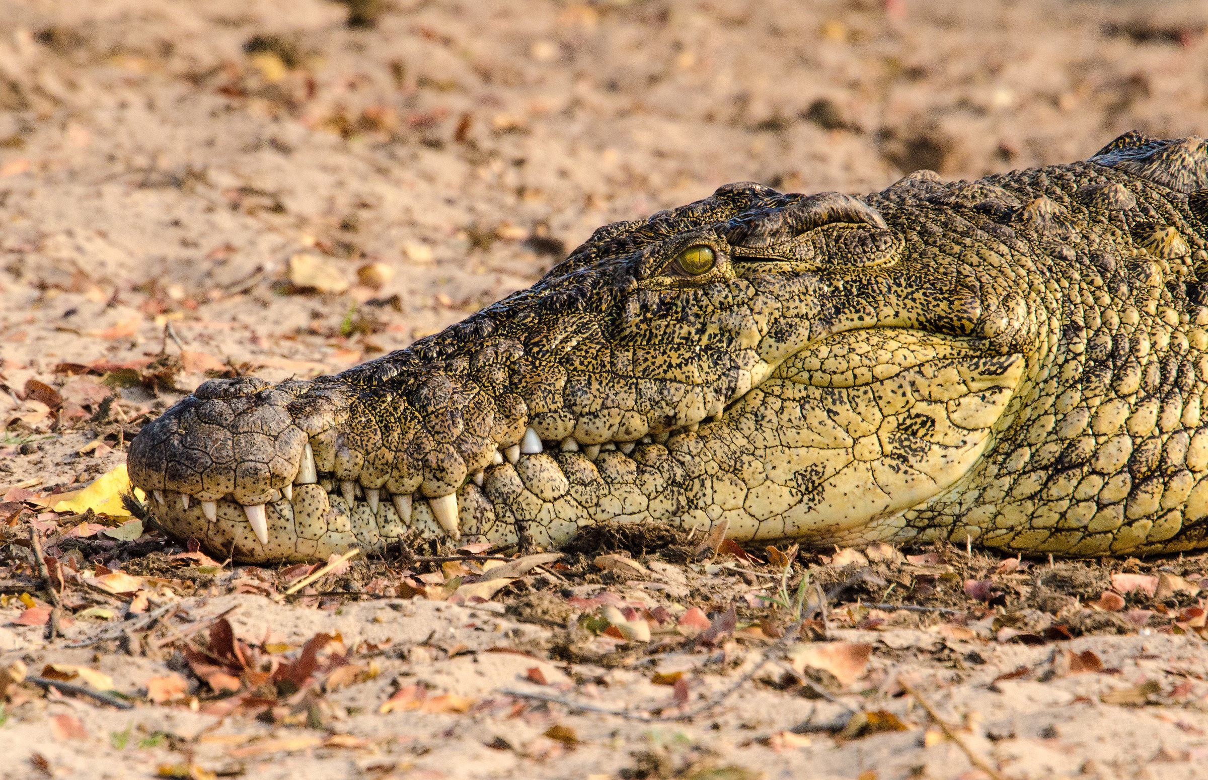 Crocodile in Botswana