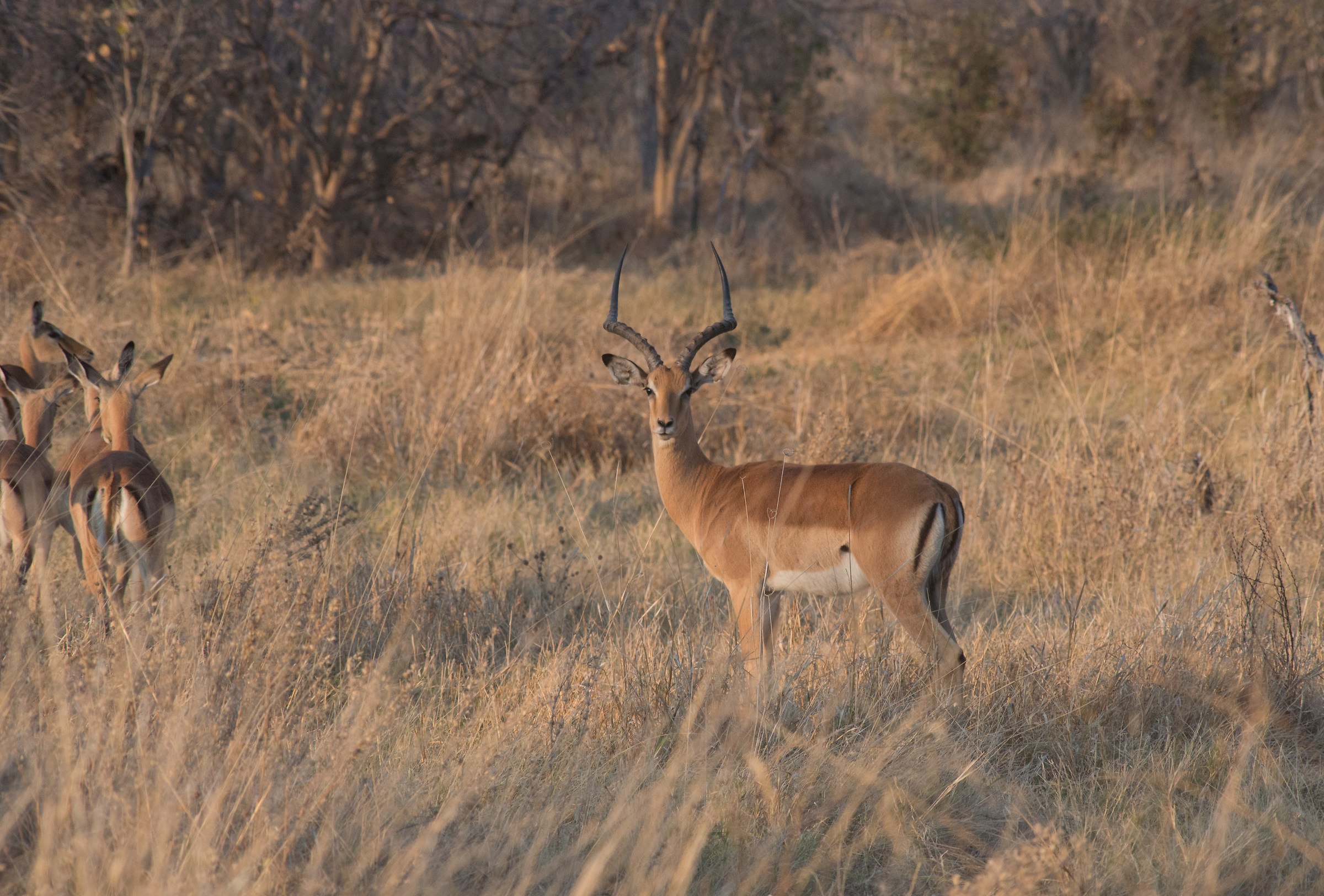 Antelope in Botswana