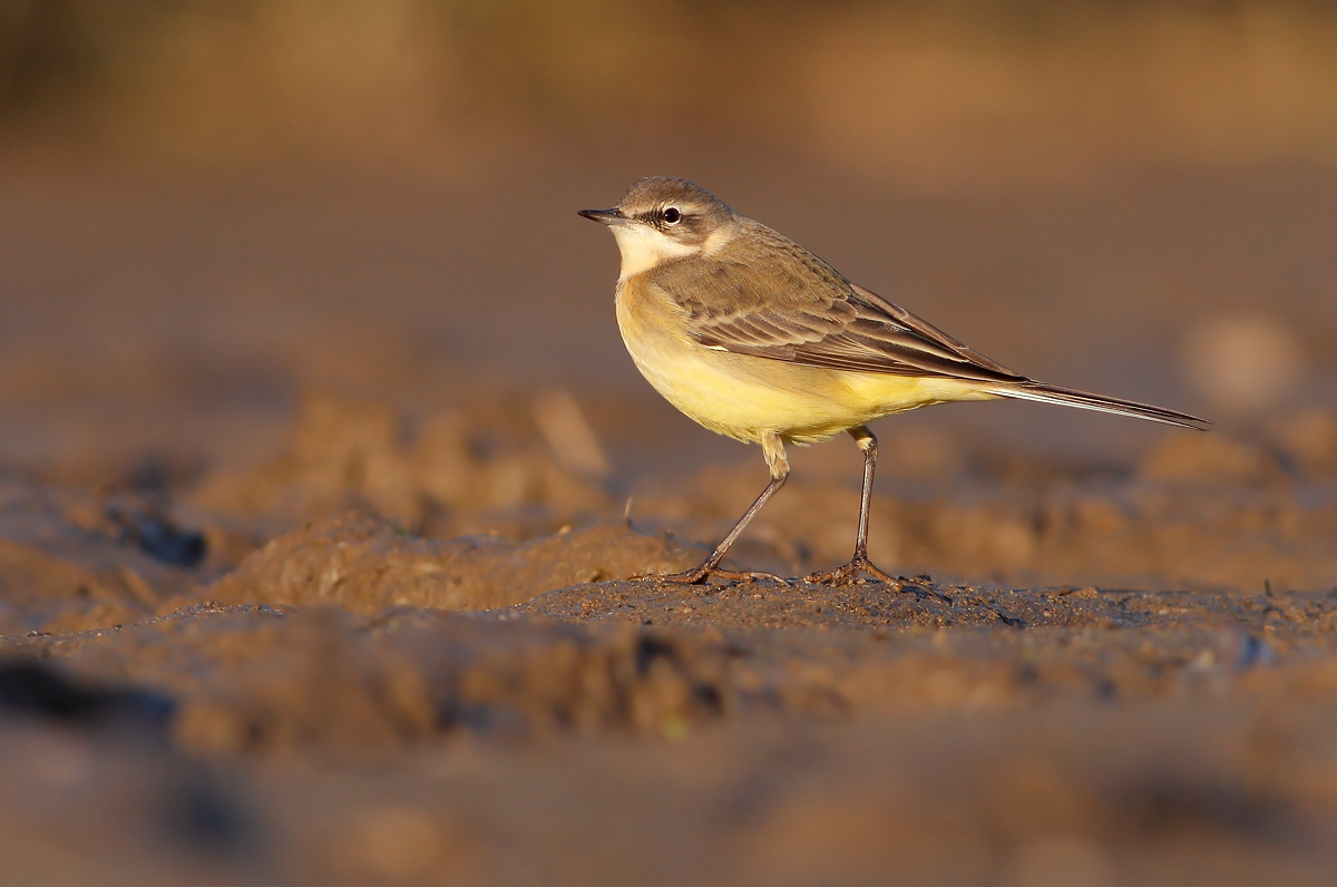 Yellow Wagtail