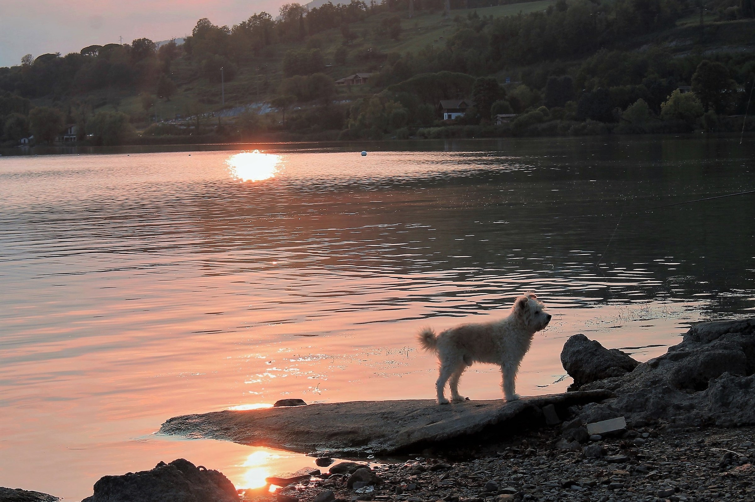 Cucciolo al tramonto
