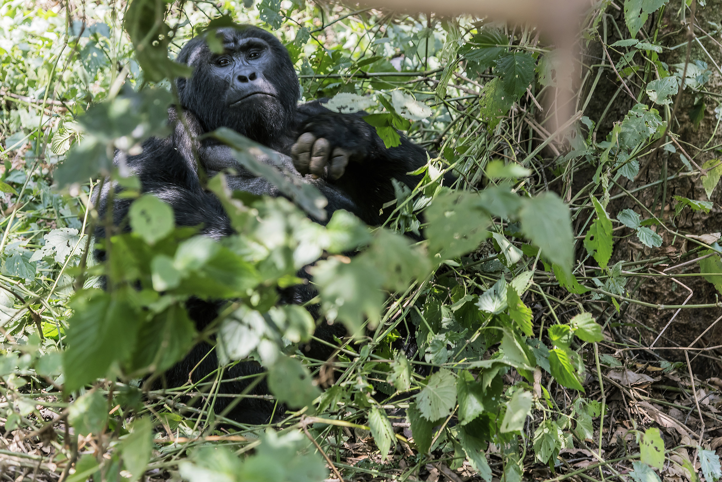 Gorilla