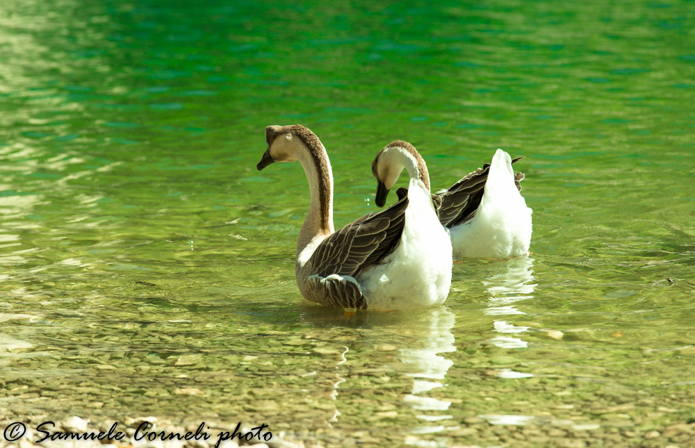lake of San Domenico