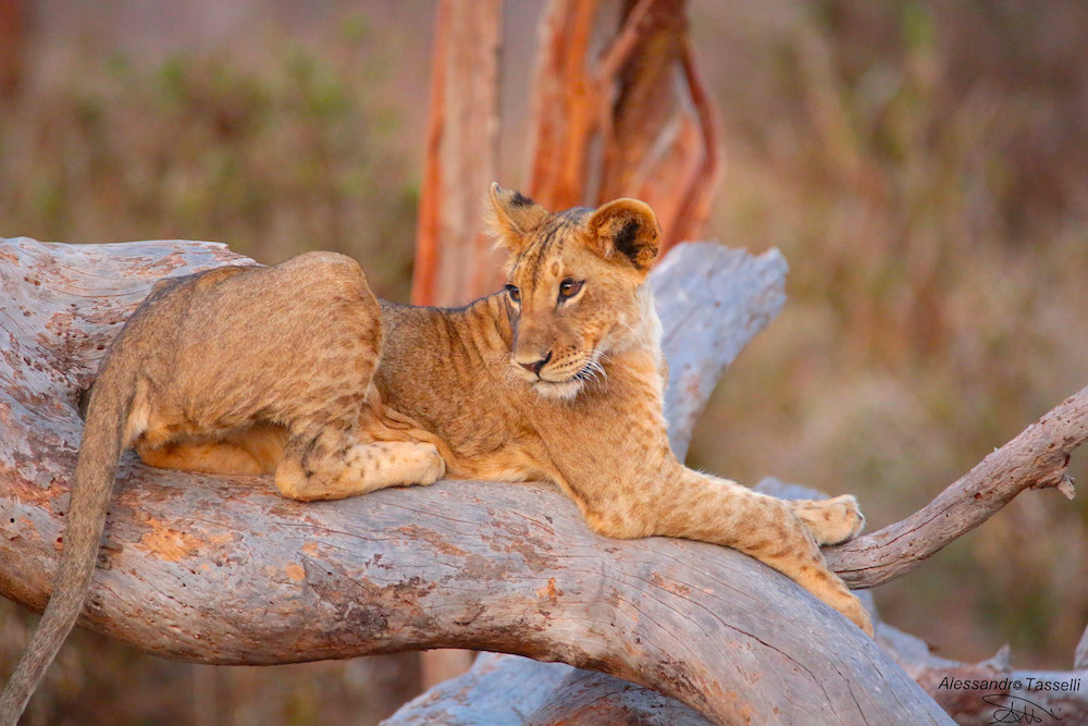 Da grande sarò re...