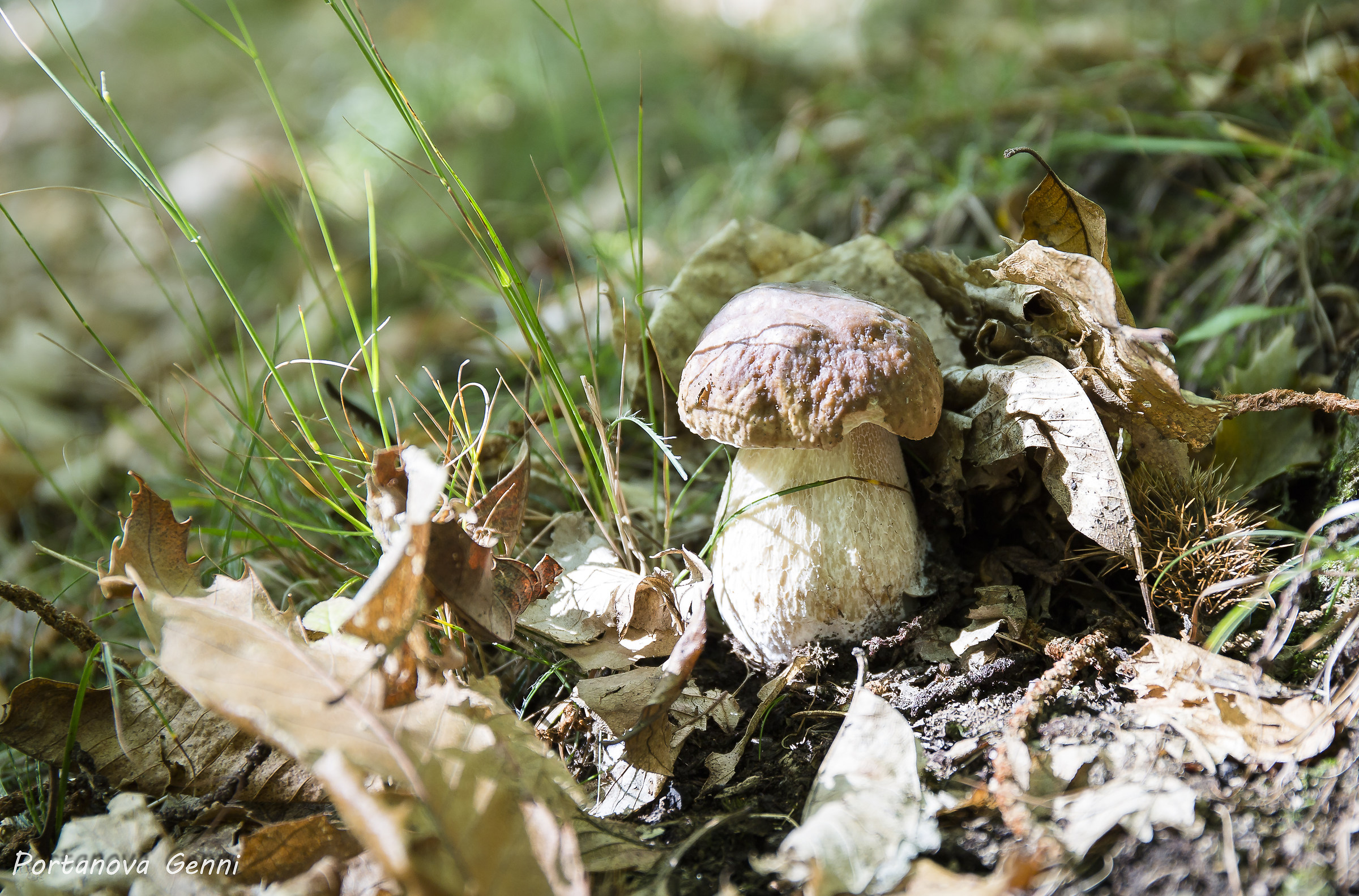 porcini