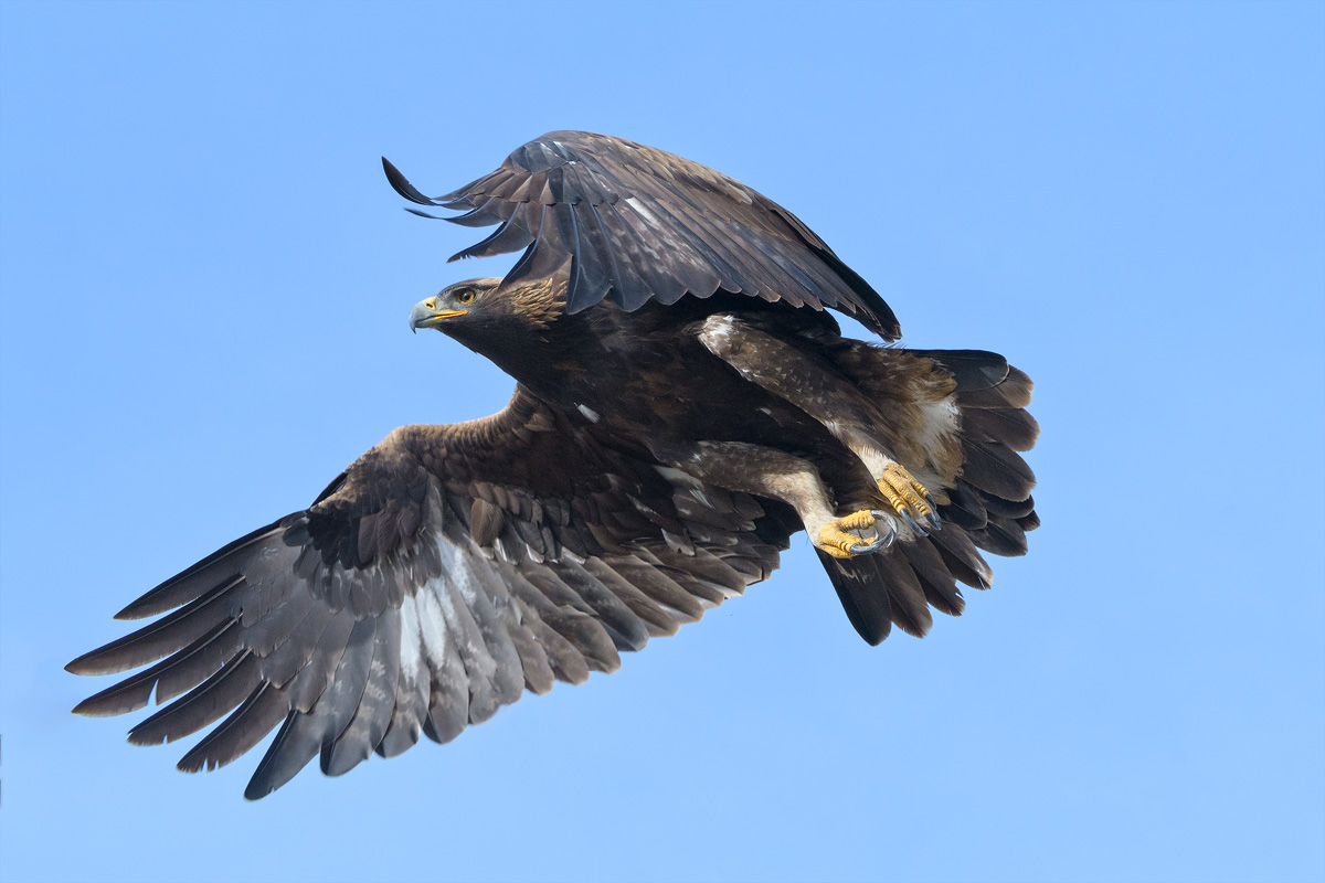 Golden Eagle, Southern Oregon