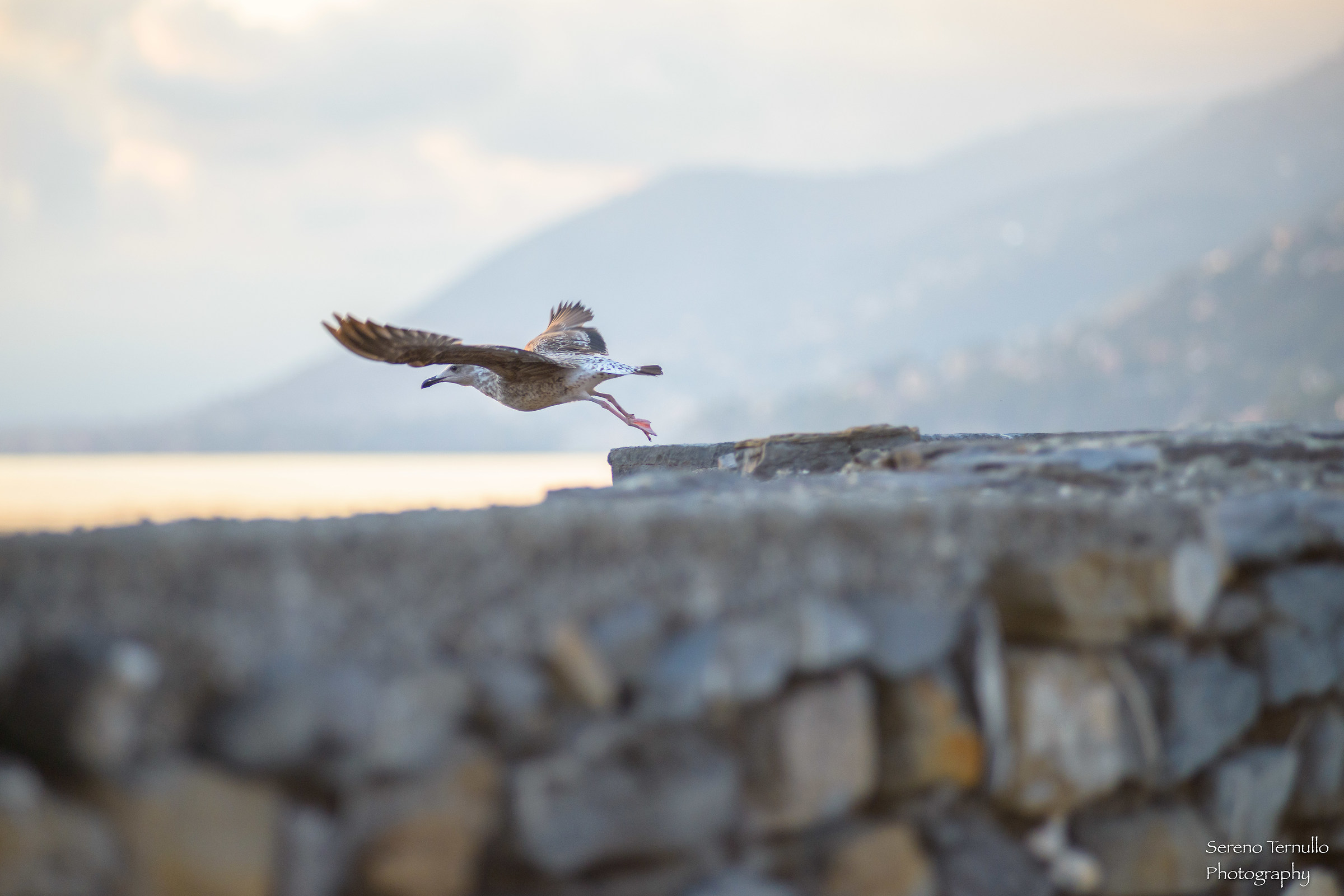 Liberi
