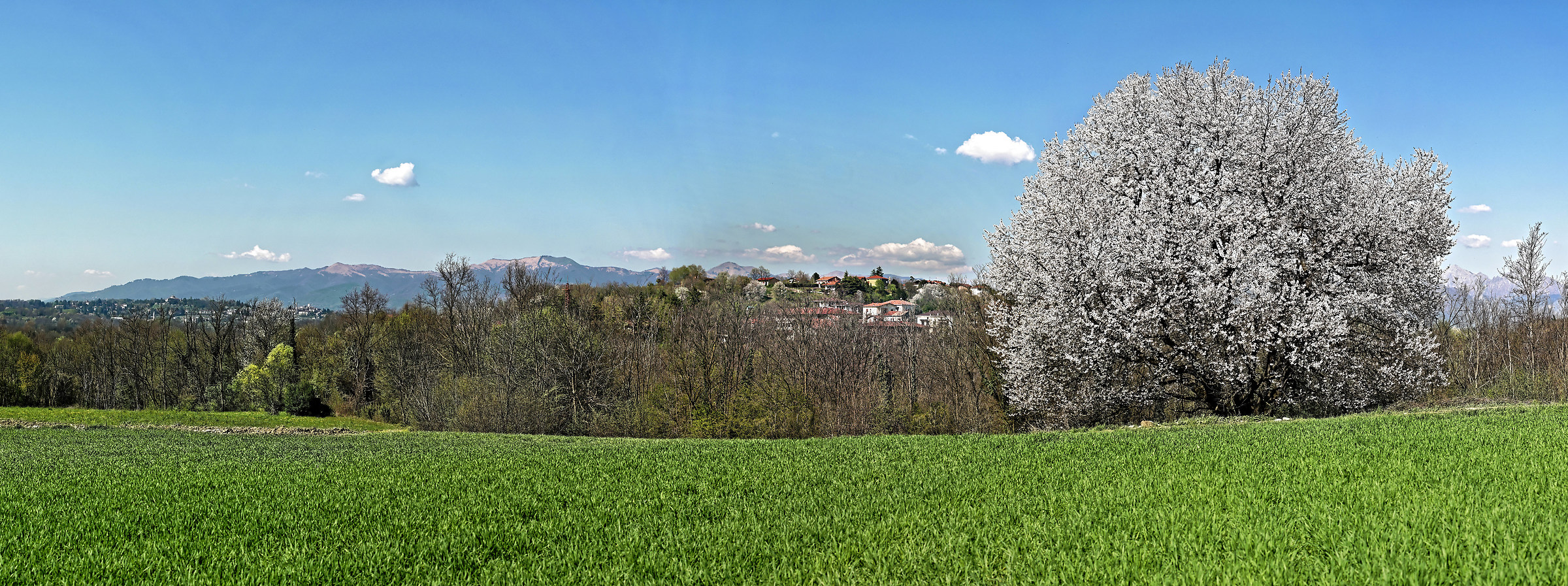 Panorama with wild cherry