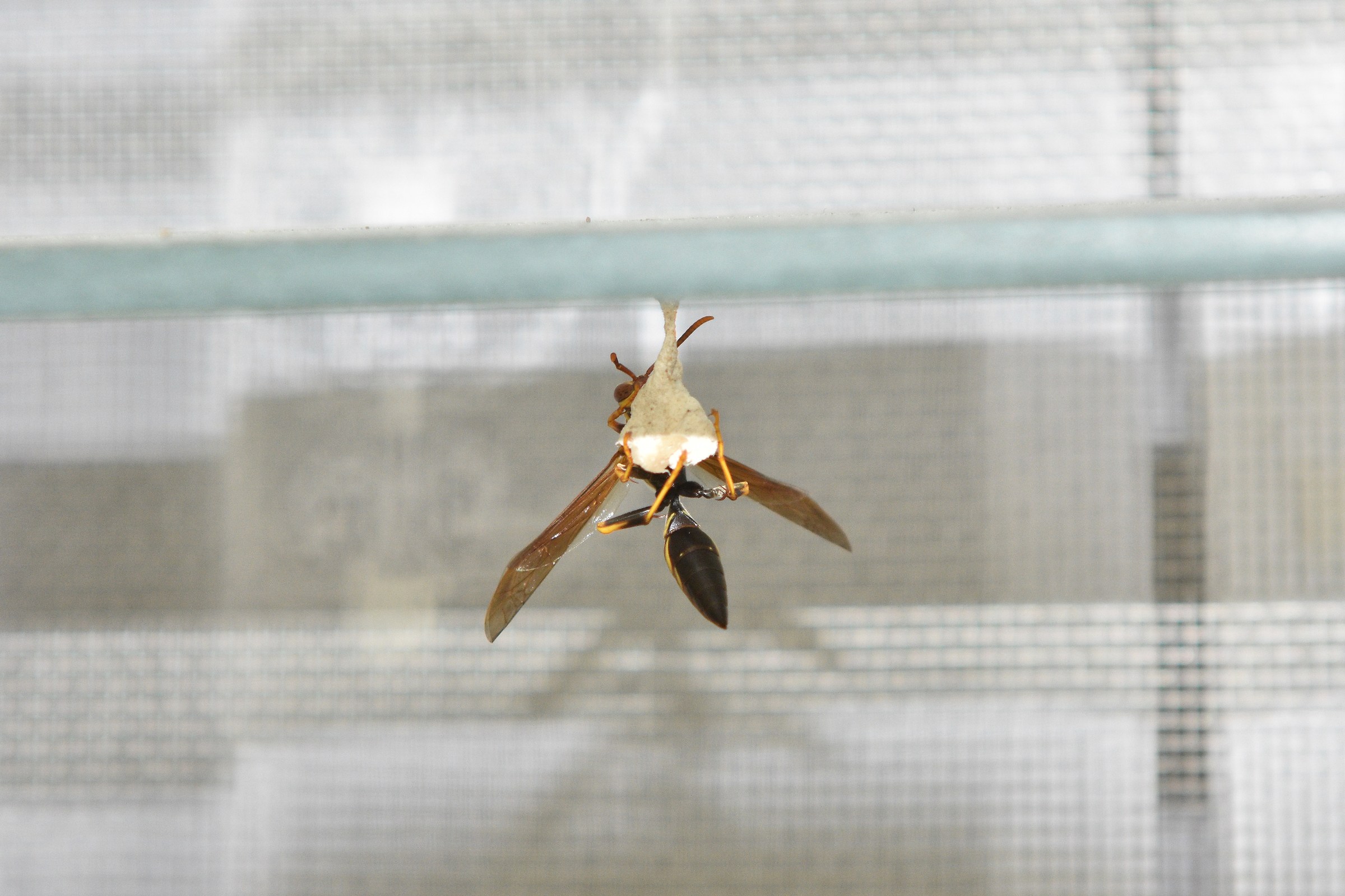 Avispa haciendo nido