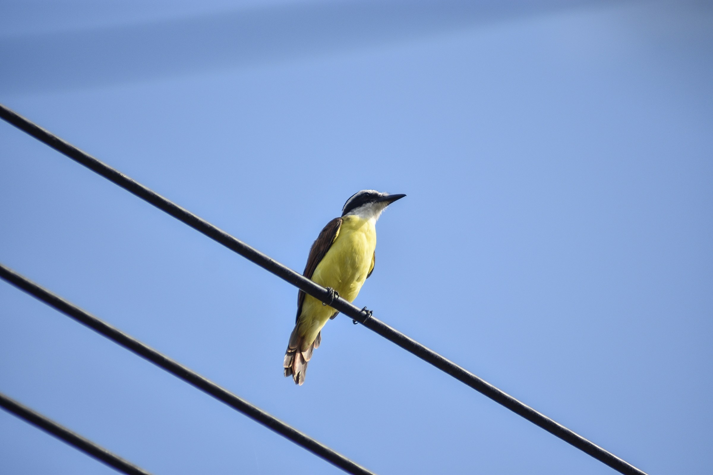 Pájaro Cristofué (Pitangus sulphuratus)