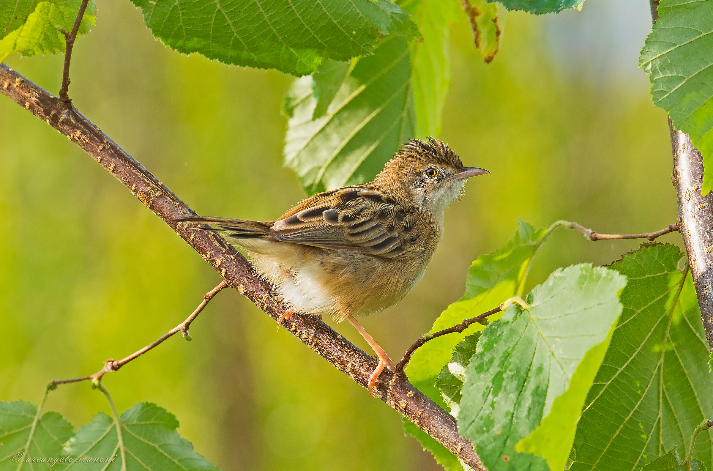Good morning is seen from the whisk