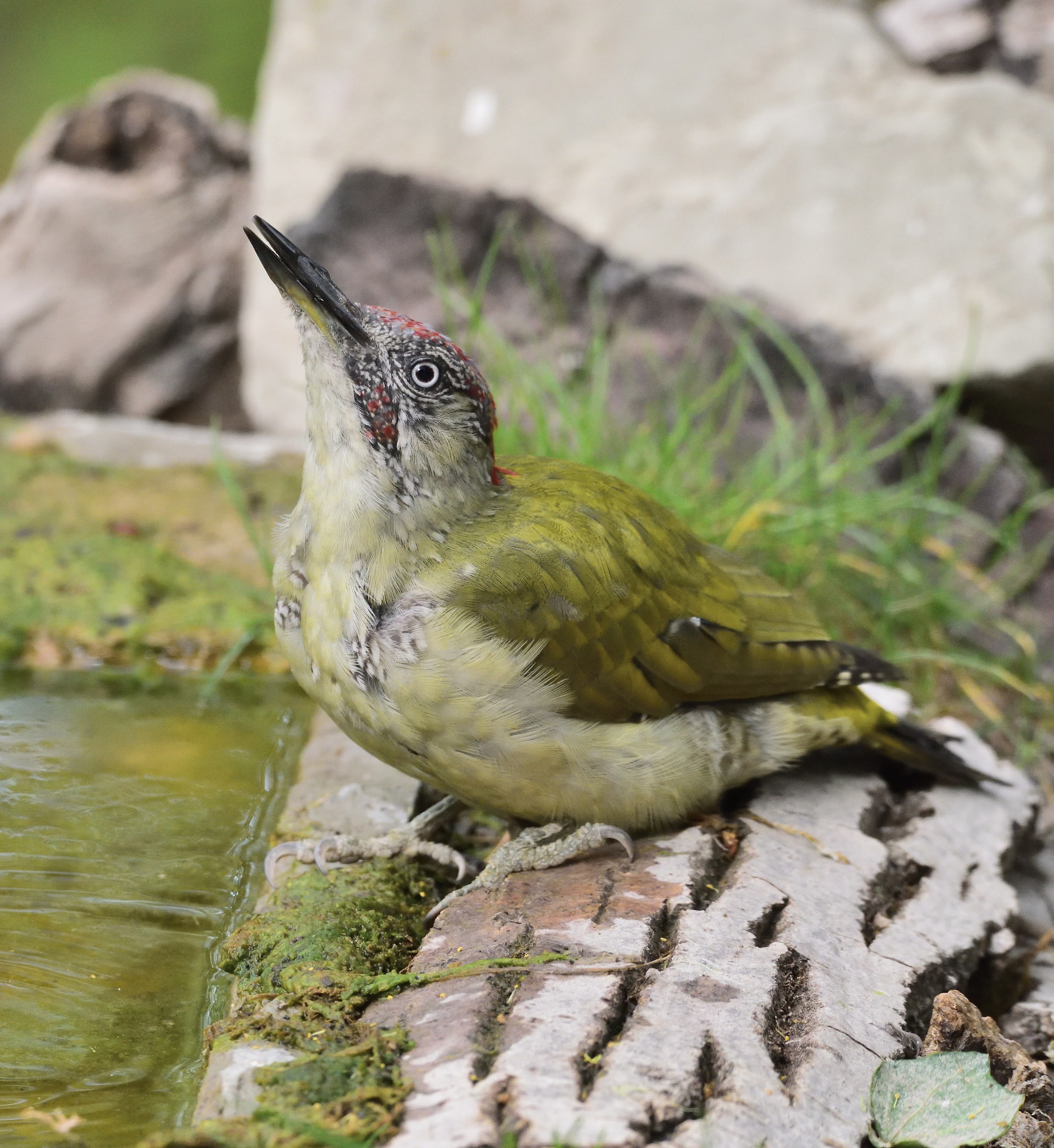 green woodpecker