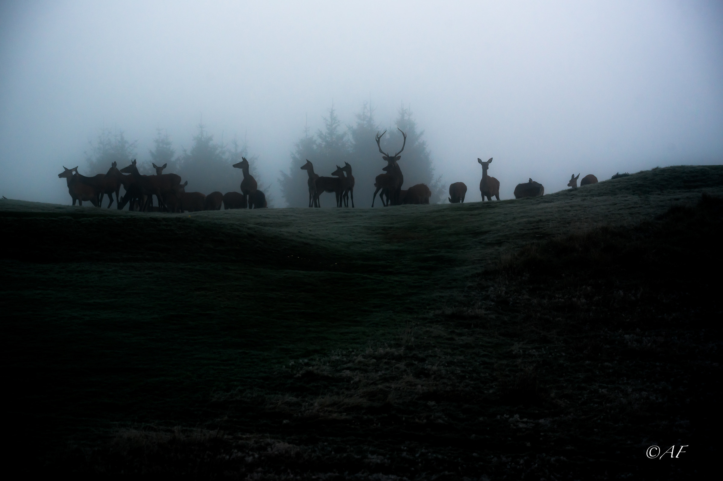 silhouette at dawn in Cansiglio
