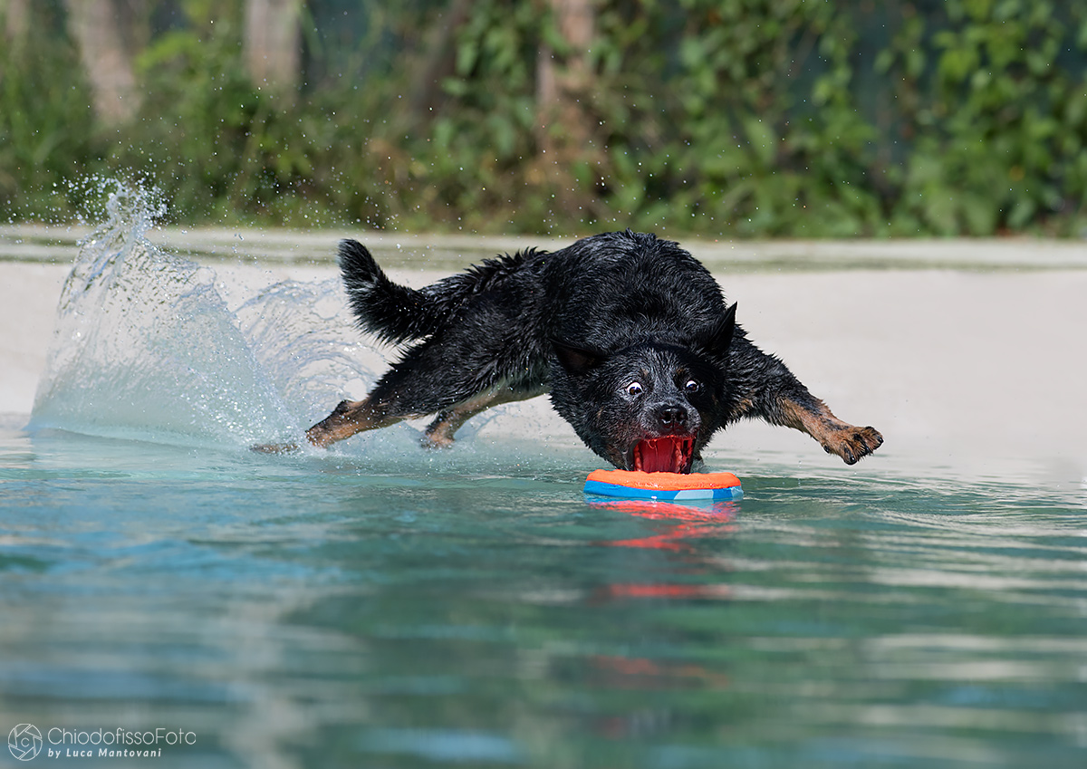 Stitch-dog-o-Shark?!?!