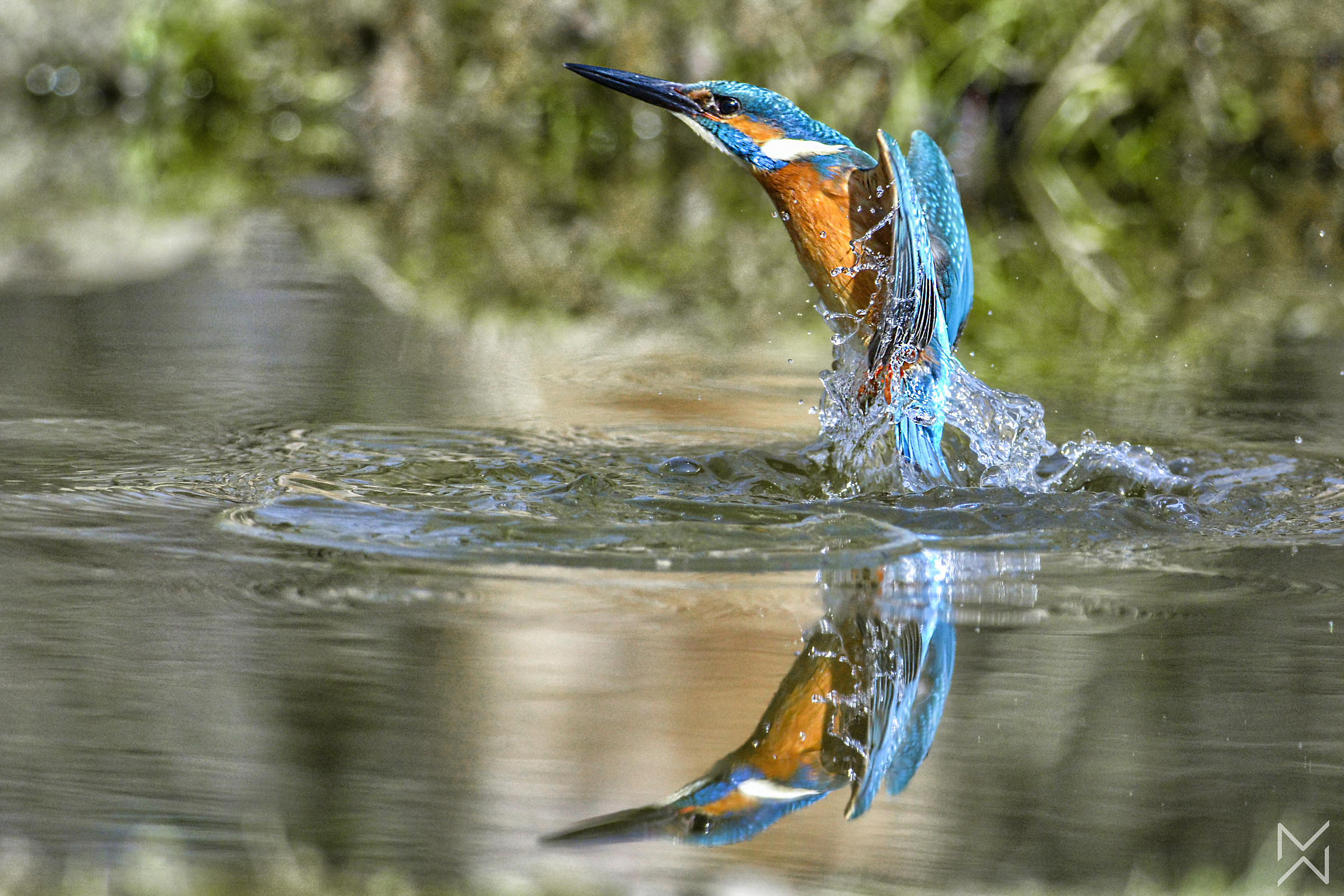 Kingfisher
