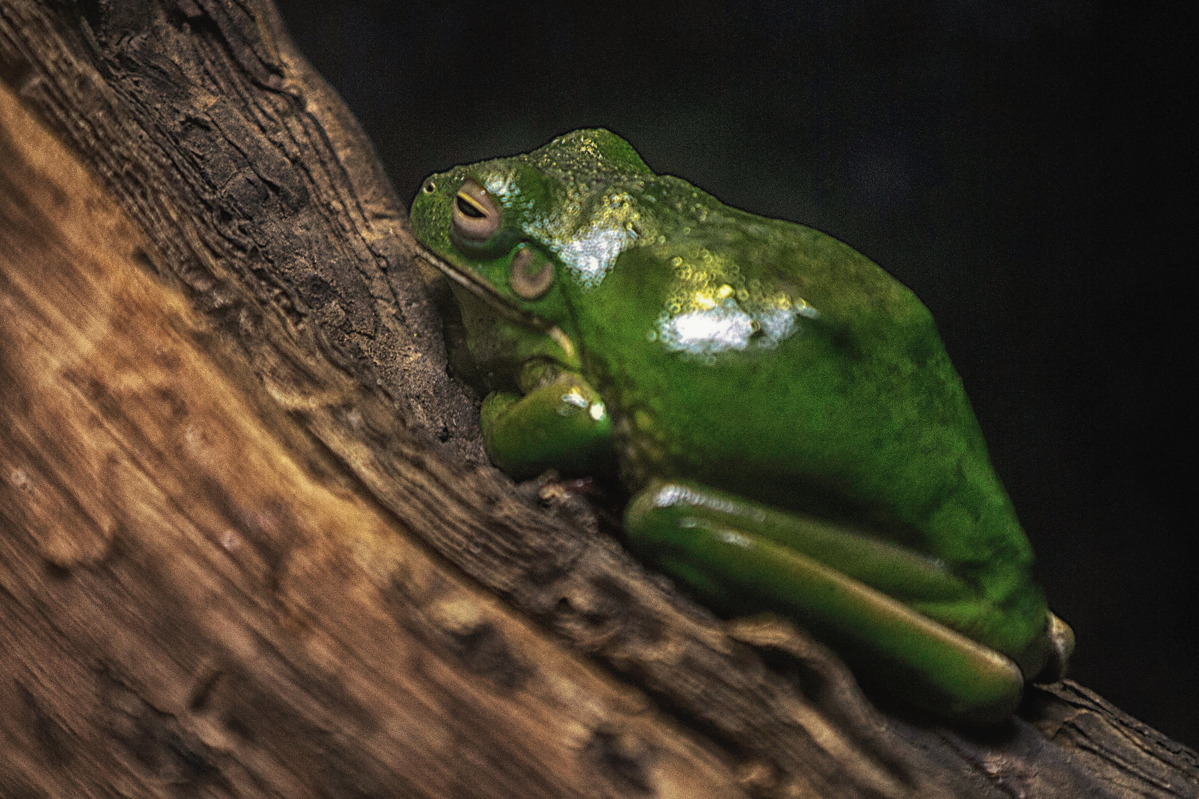 ... looking for a princess