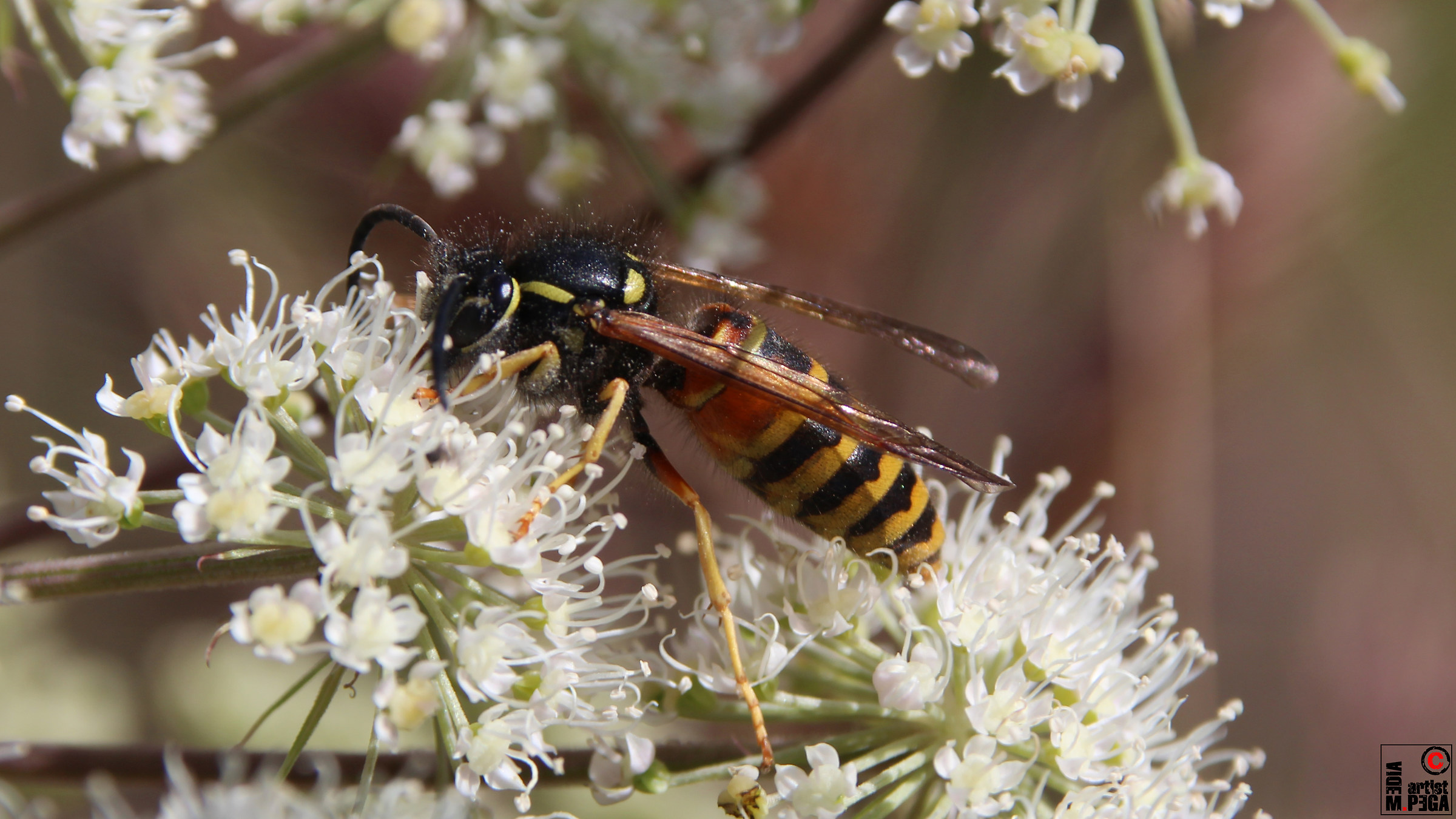 Wespen-Makro