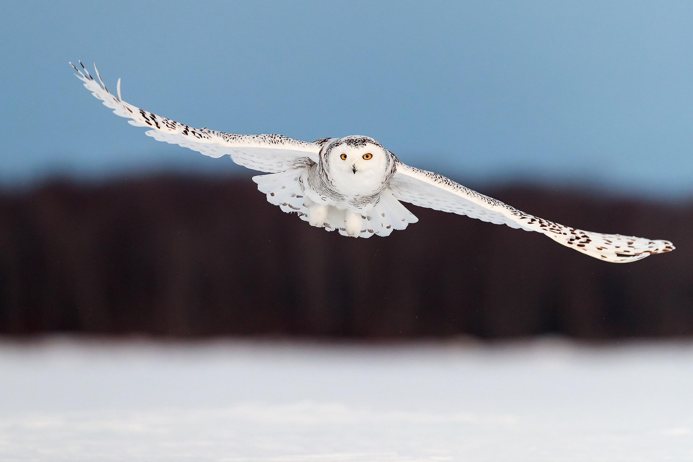 Snow owl flight