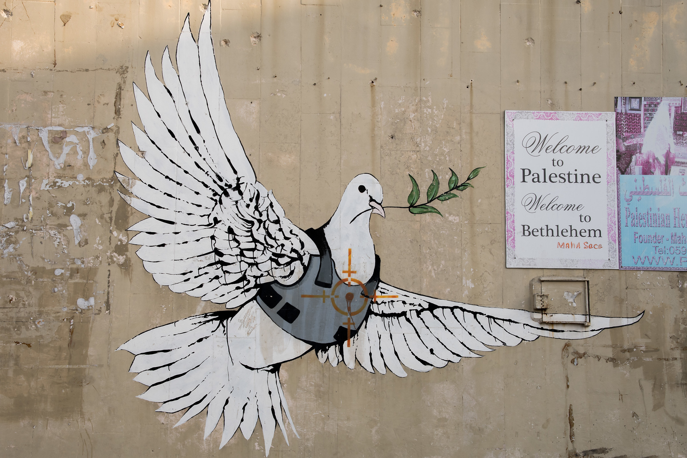 Colomba della pace ?