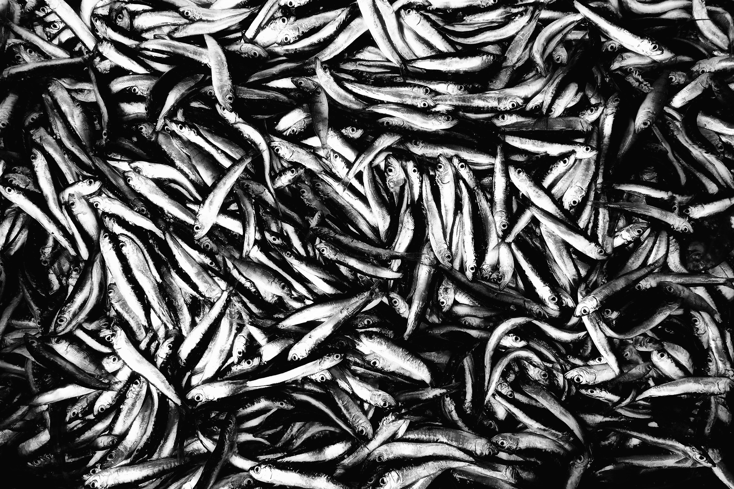 Sardines.