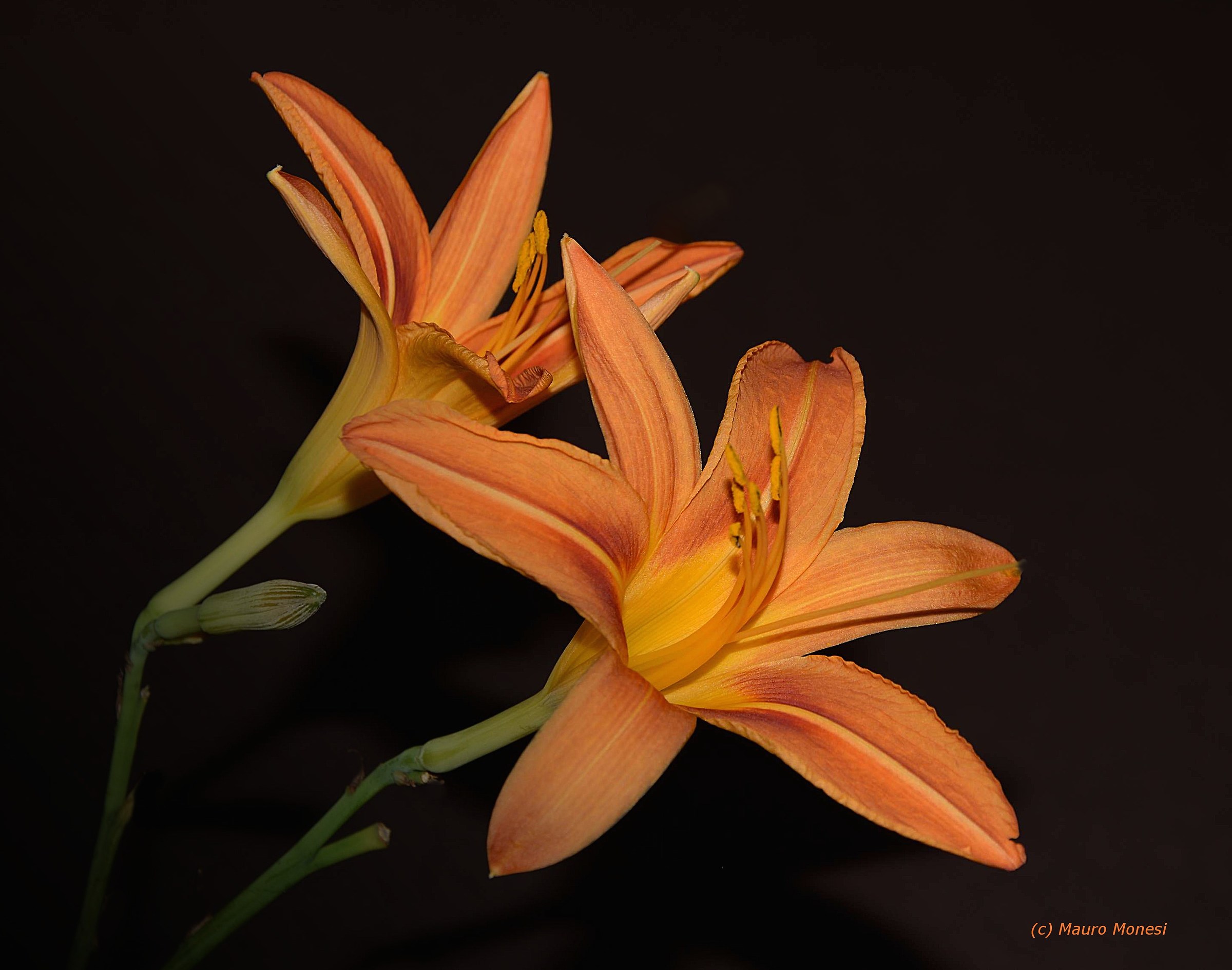 Lilium