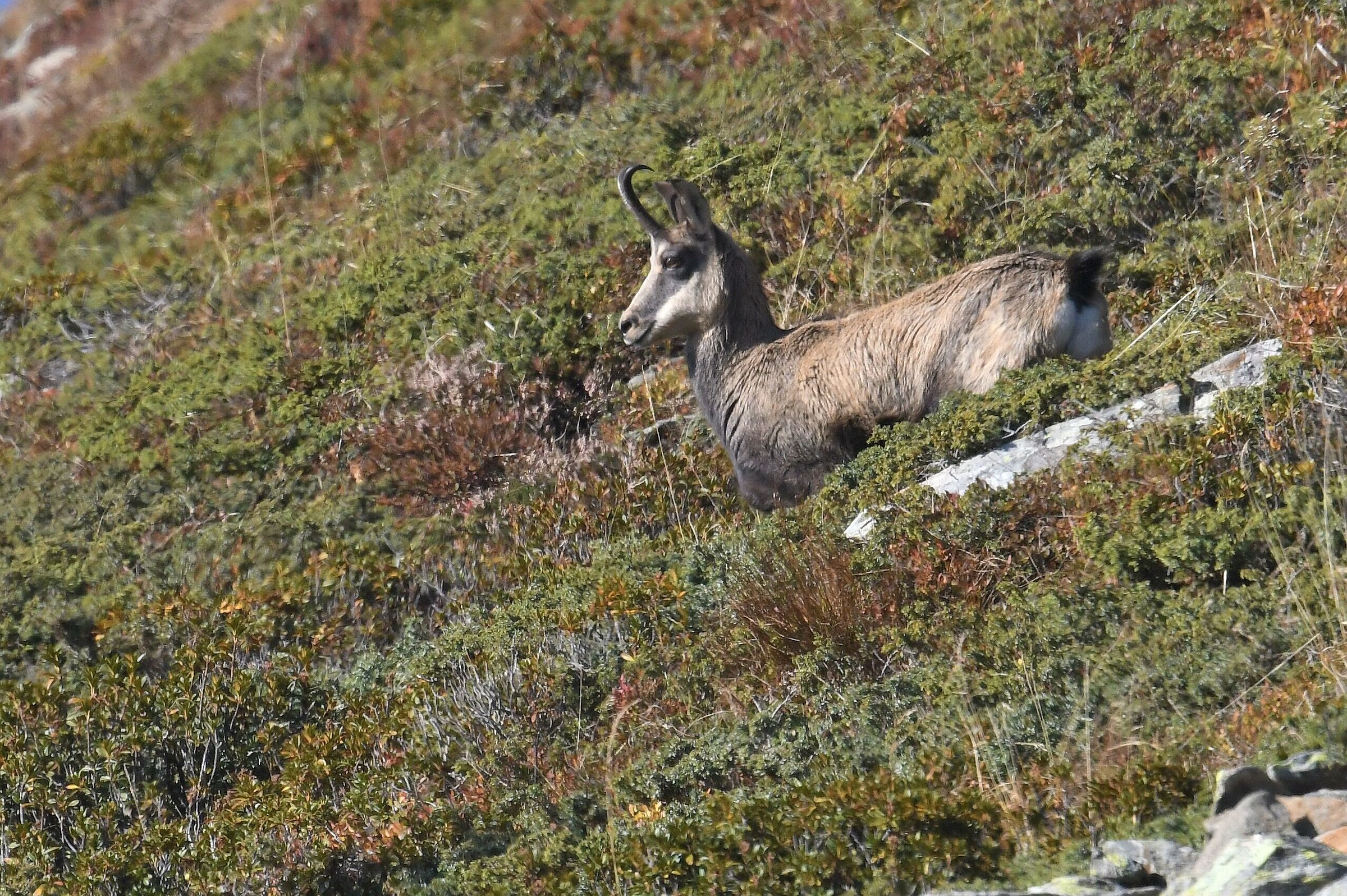 chamois