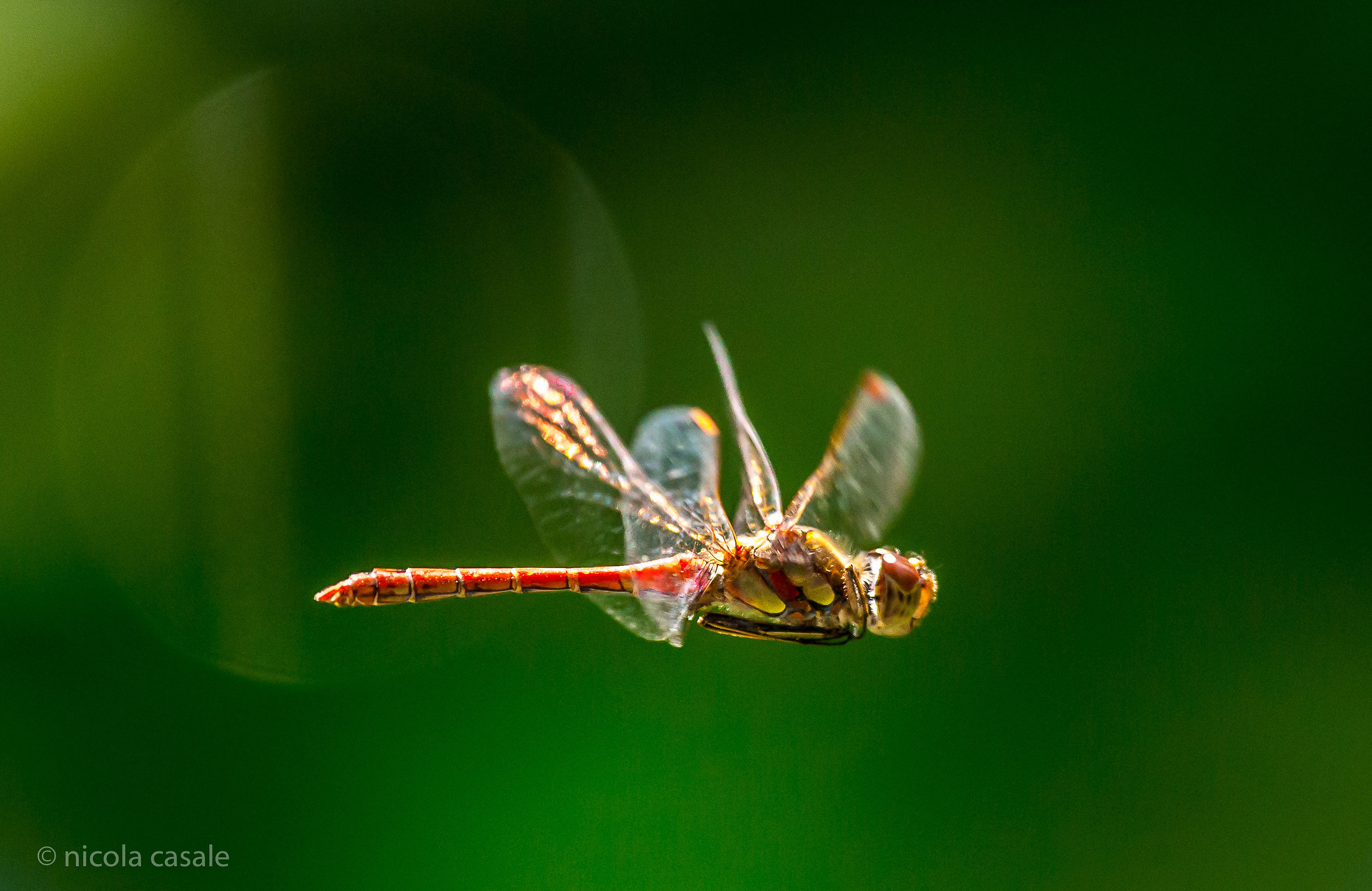 Dragonfly in flight