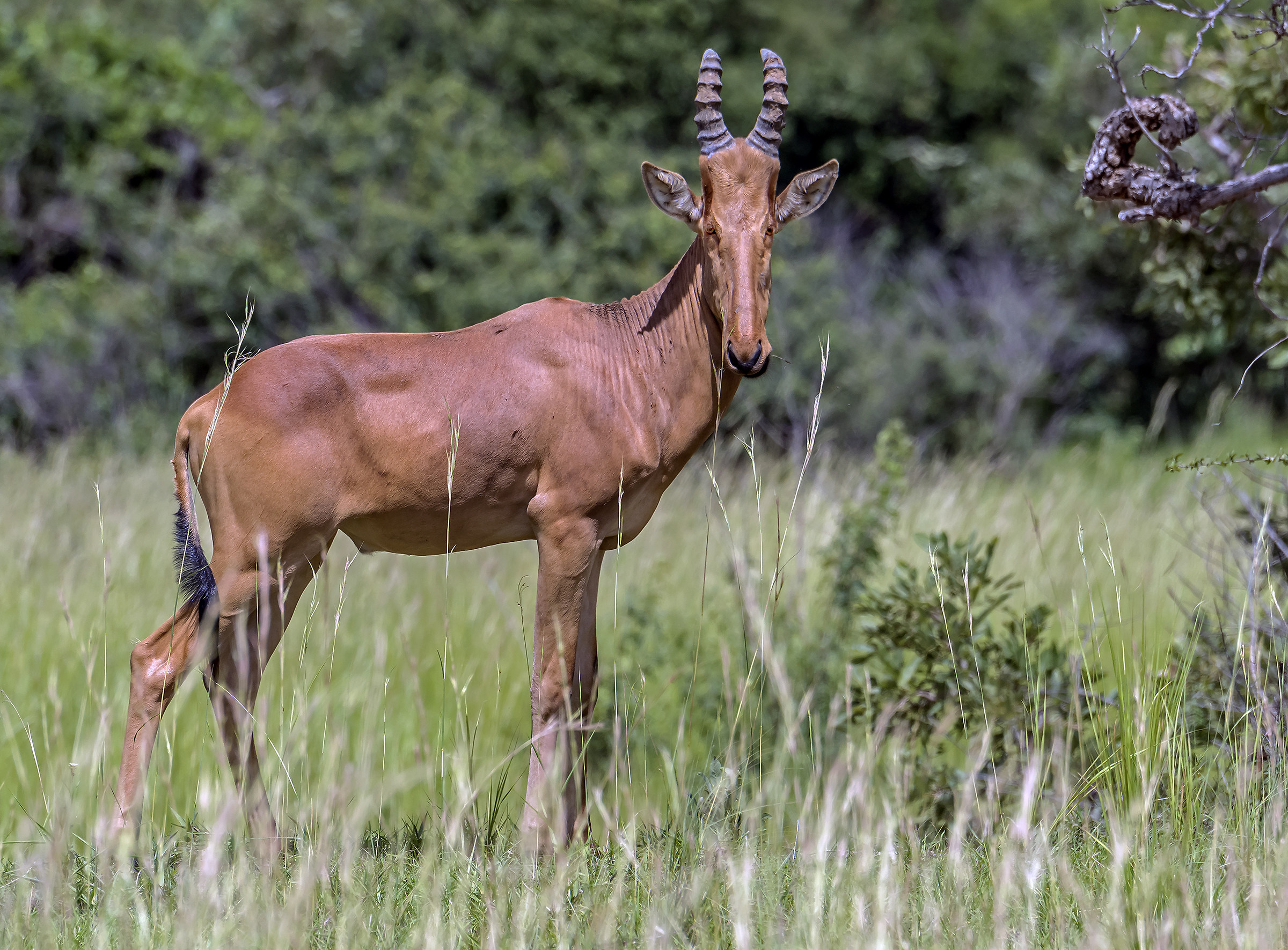 Hartebeest  - Uganda