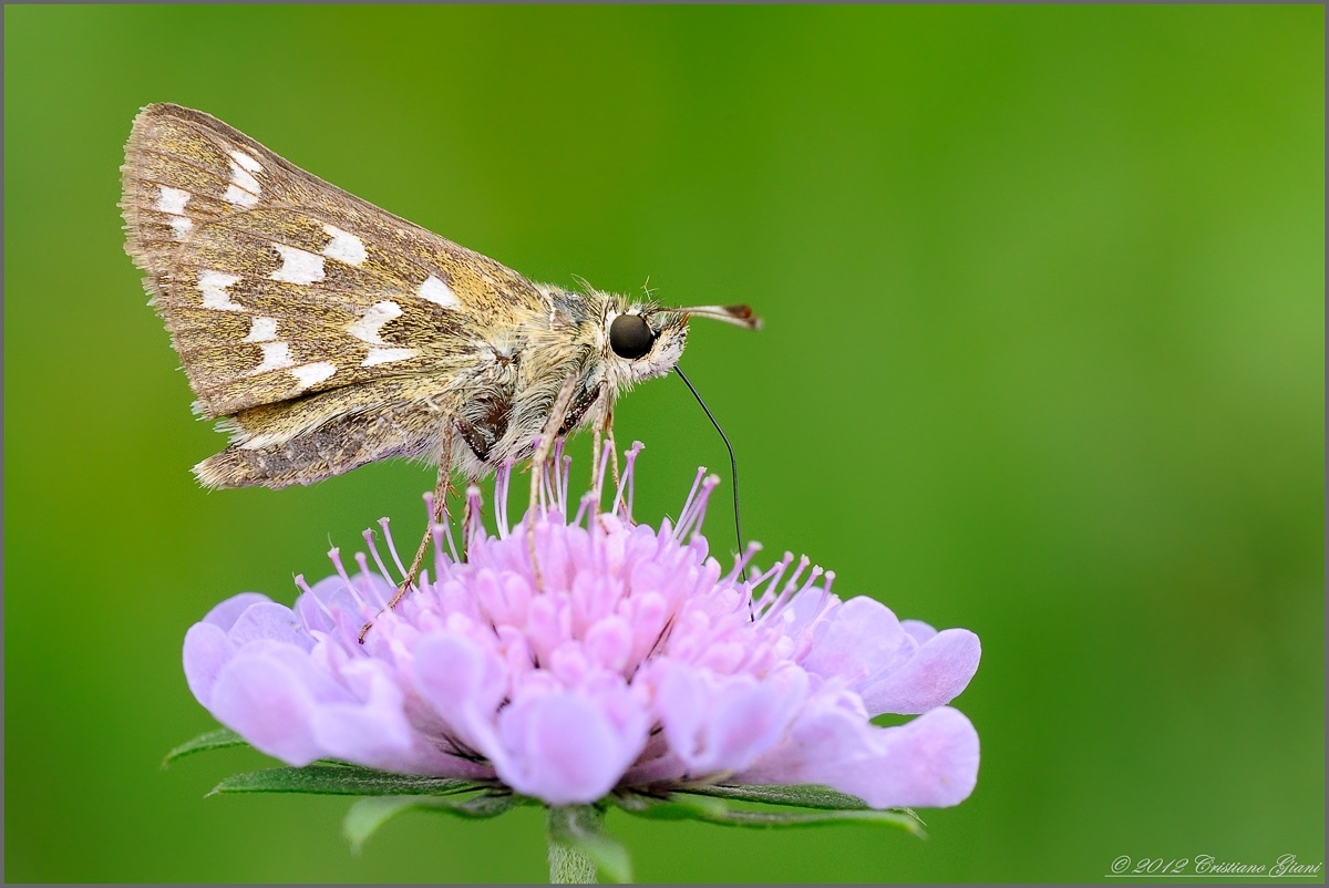 I'll take a drink''''