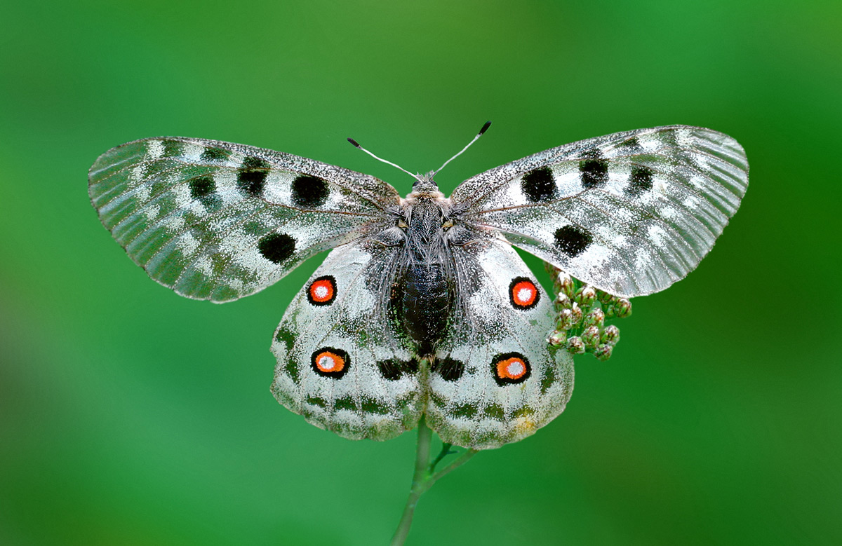 Parnassius Apollo